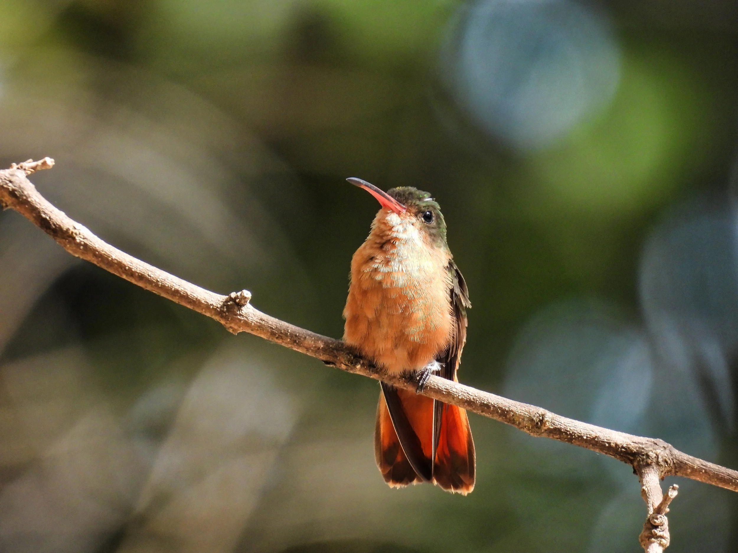 Cinnamon Hummingbird - ID - CHHU