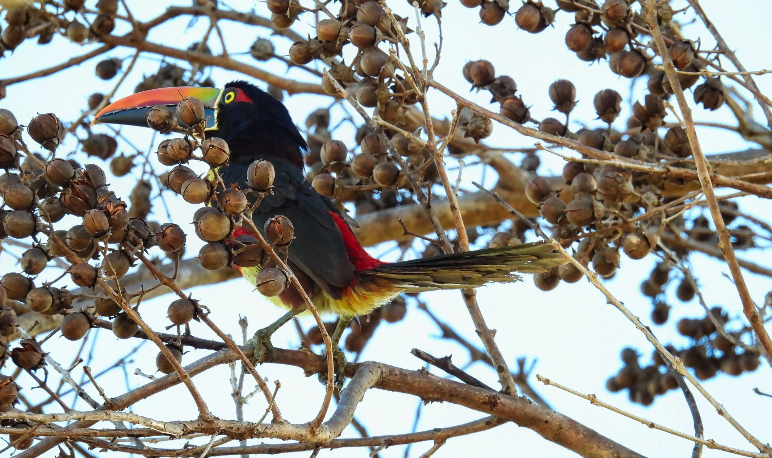 Fiery-billed Aracari - ID - FBAR17