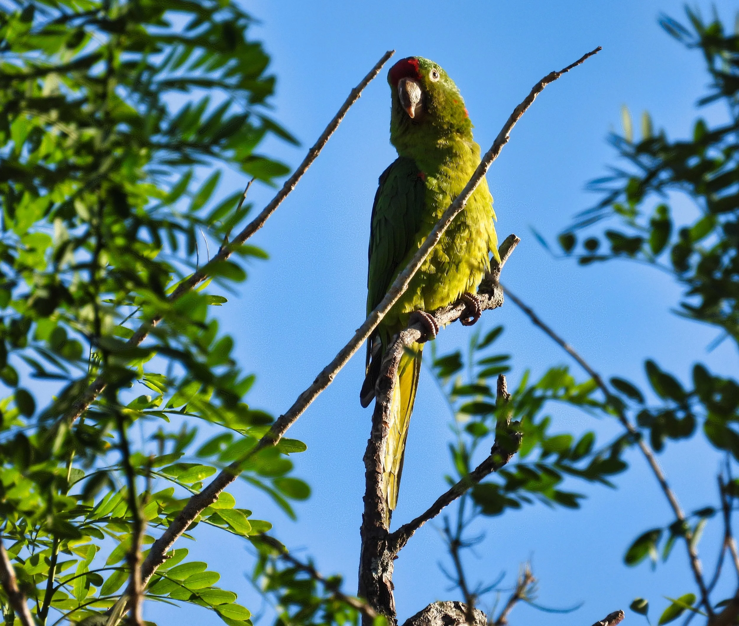 Crimson-Fronted Parakeet - ID - CFPA12