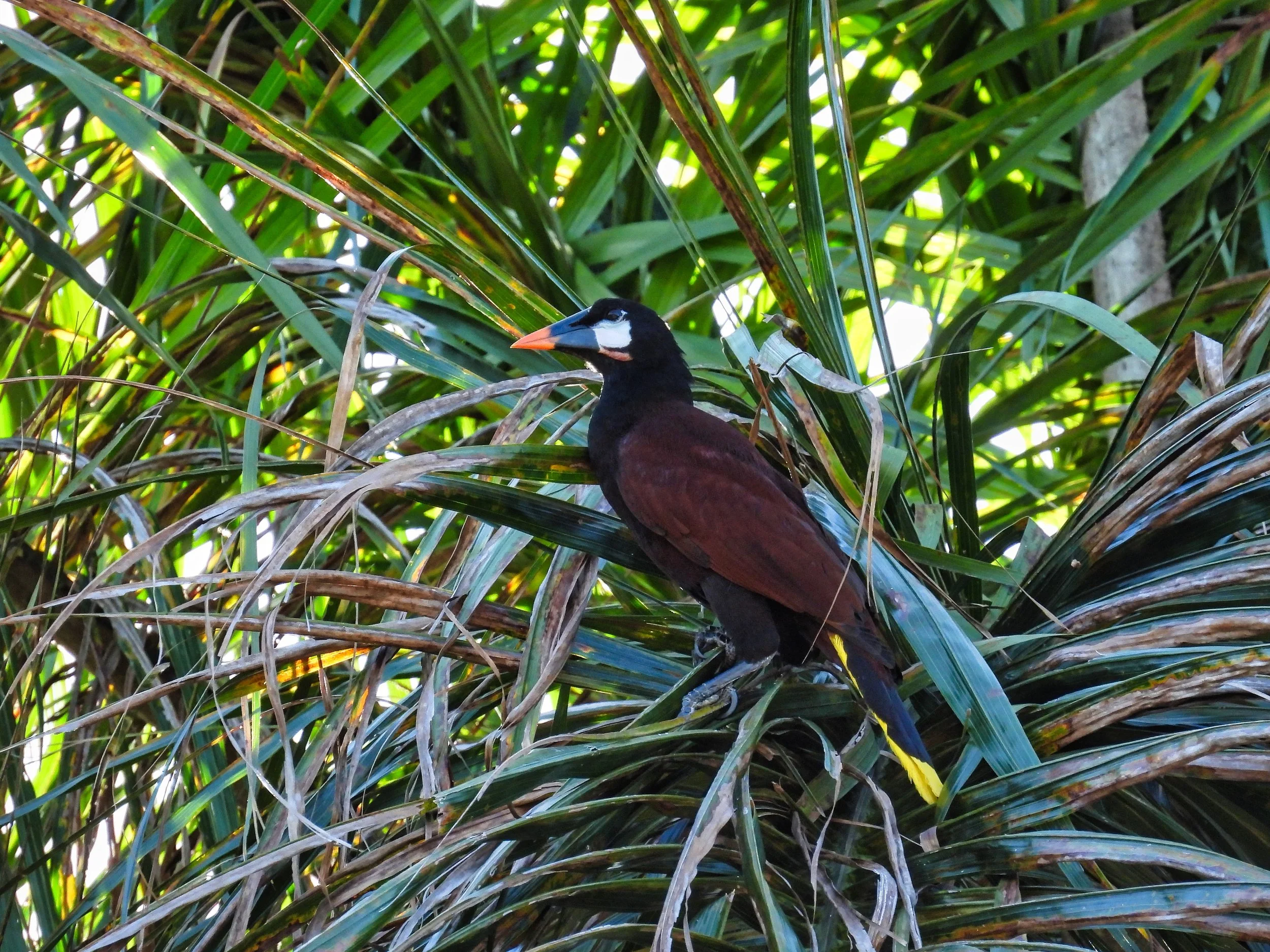Montezuma Oropendola - ID - MEBL7