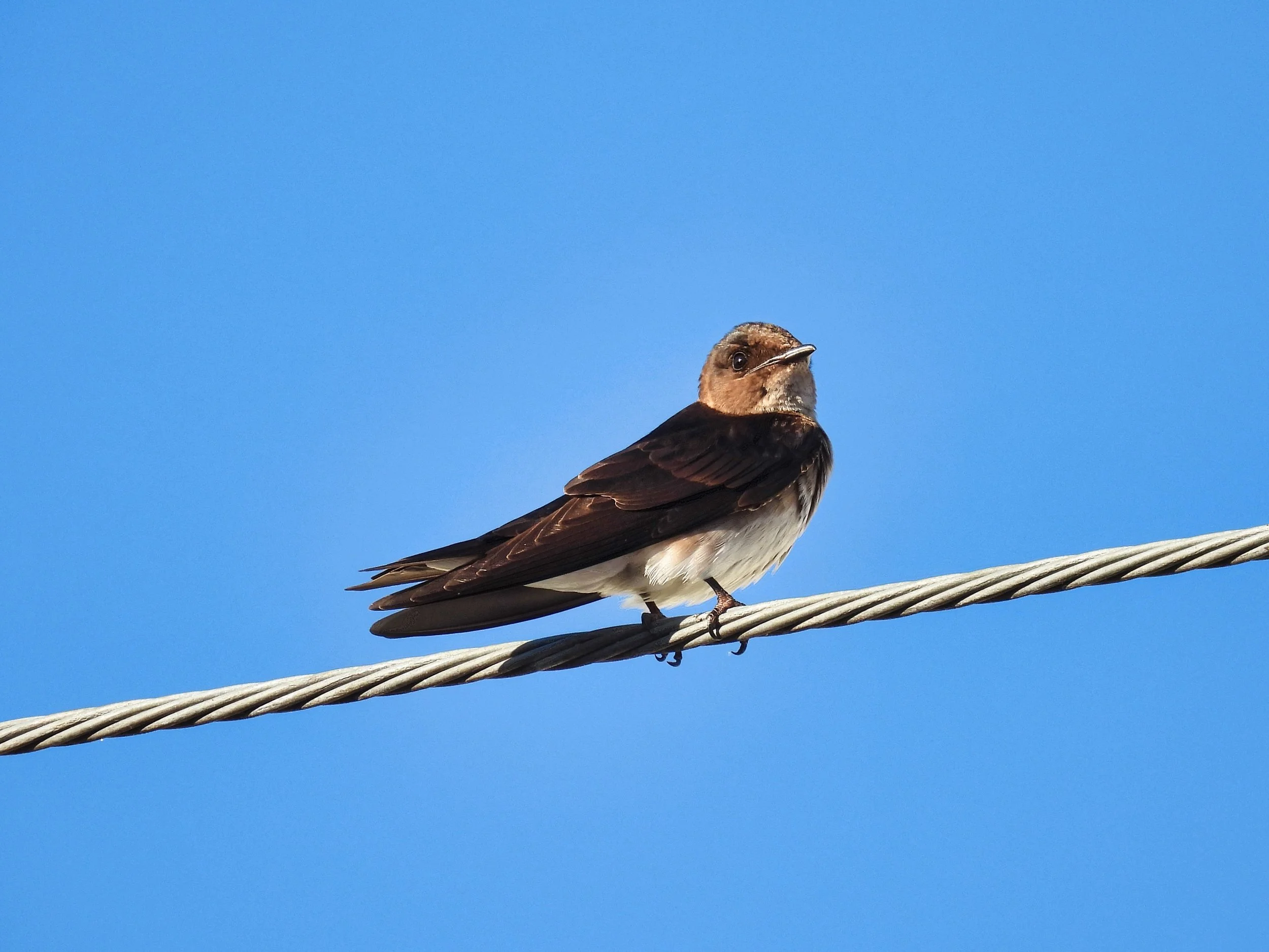 Bank Swallow - ID - BANS3