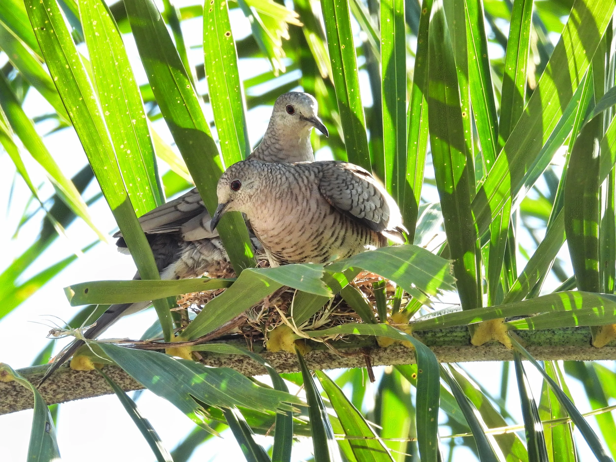Inca Dove - ID - INDO14