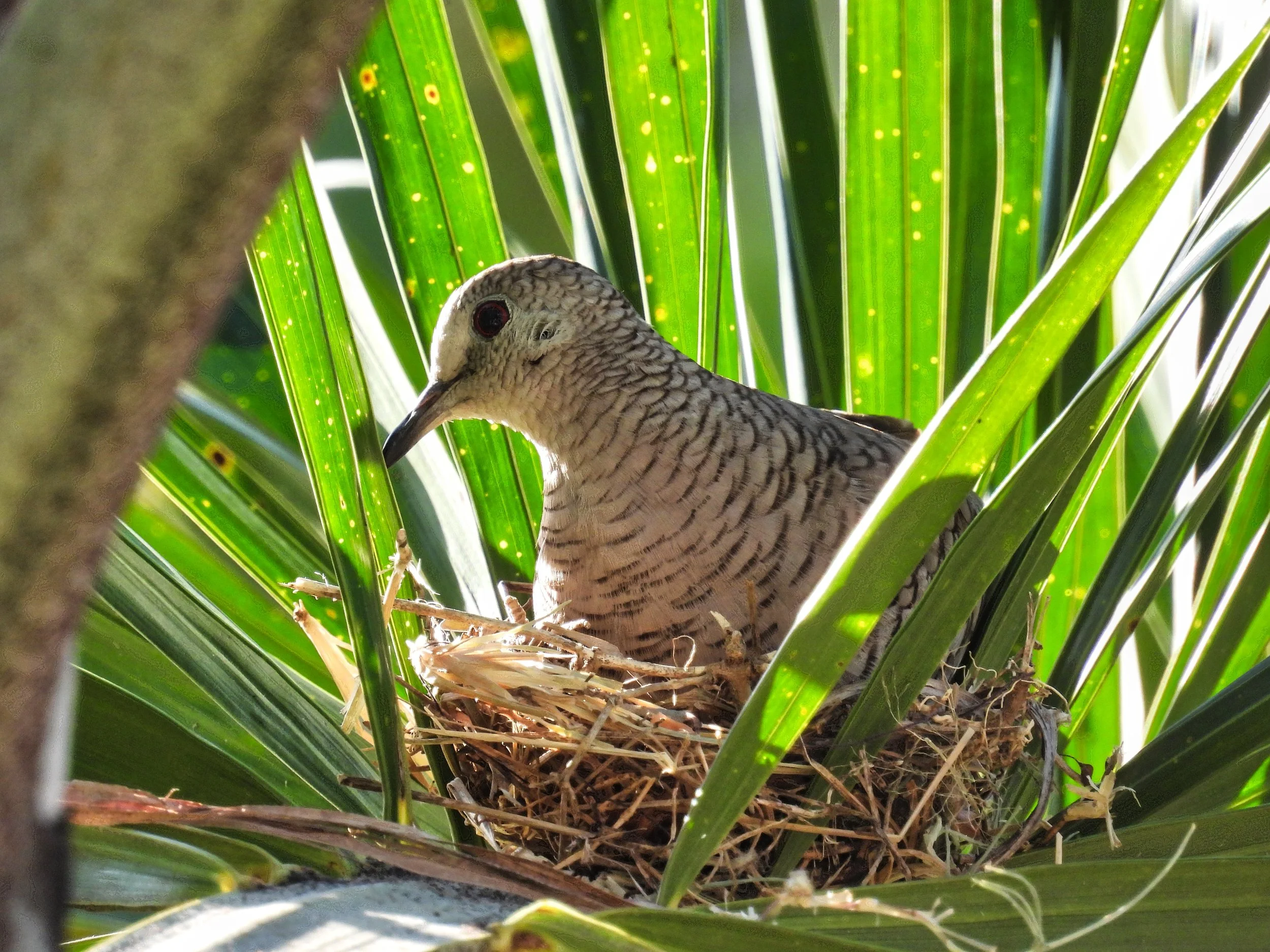 Inca Dove - ID - INDO18
