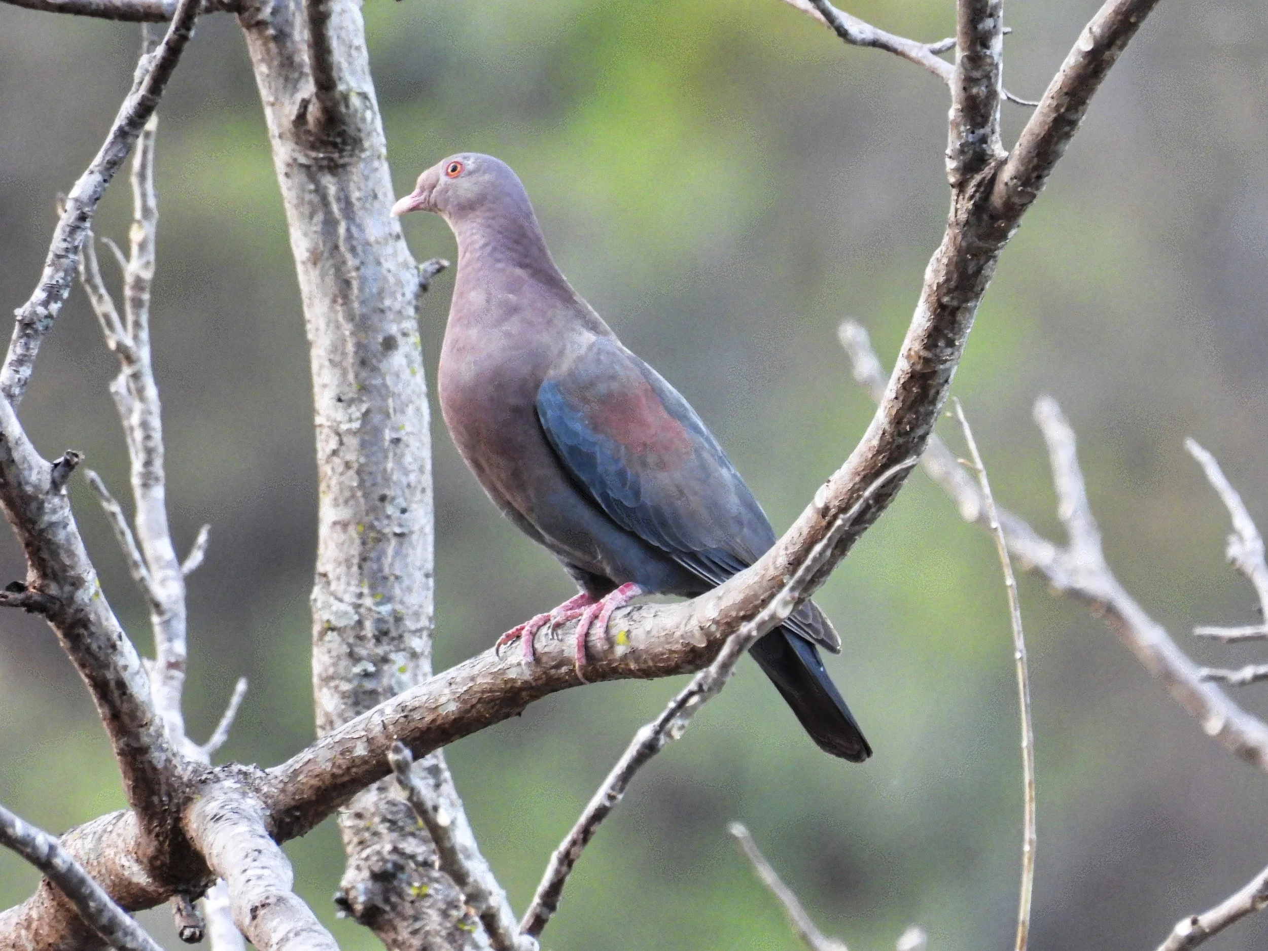 Red-billed Pigeon - ID - RBPI5