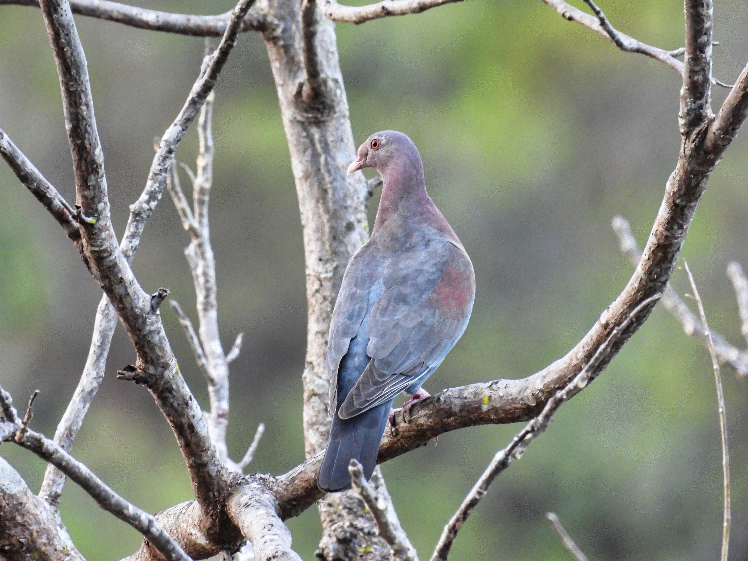 Red-billed Pigeon - ID - RBPI6