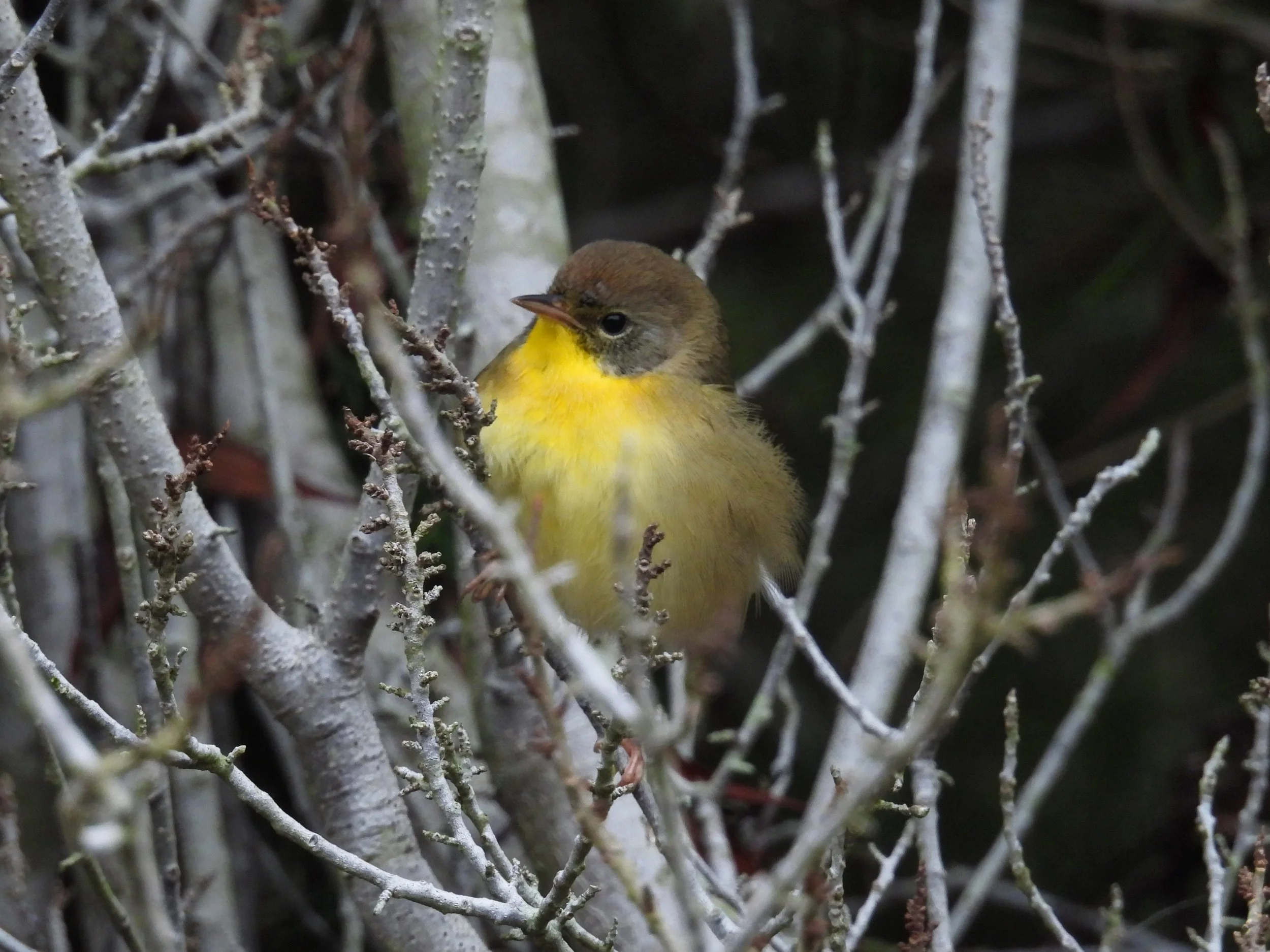 Common Yellowthroat