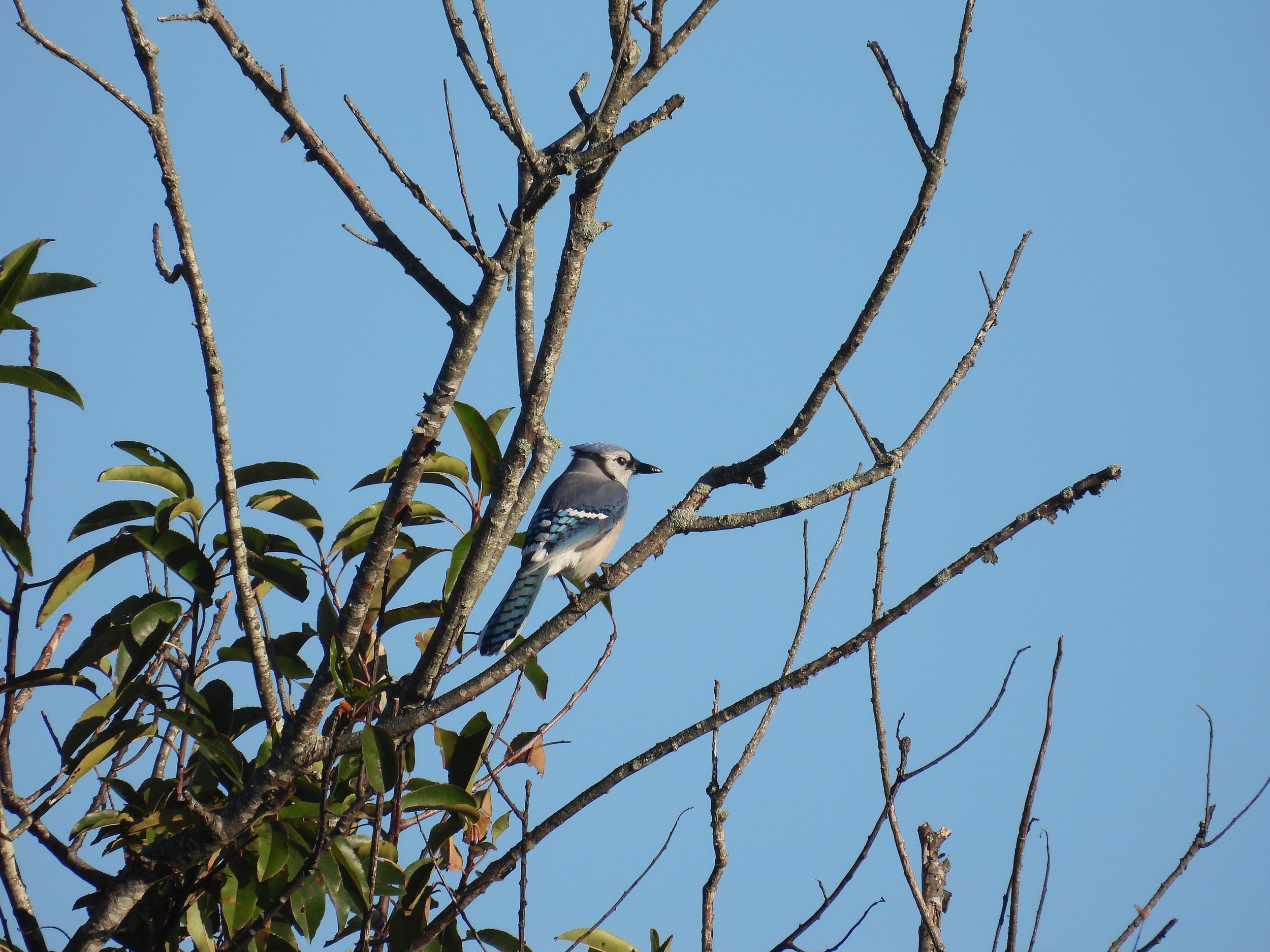 Blue Jay