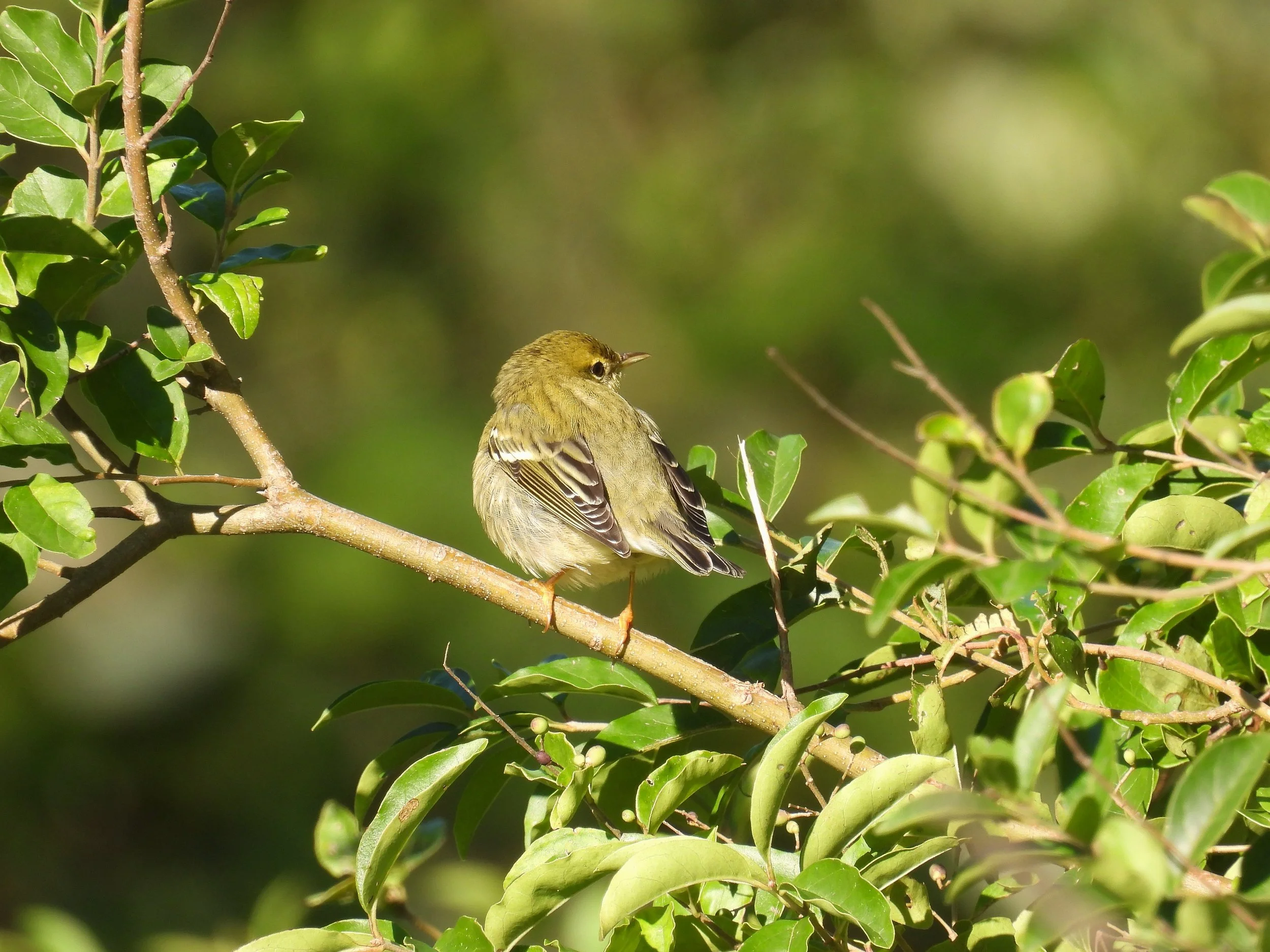 Blackpoll Warbler