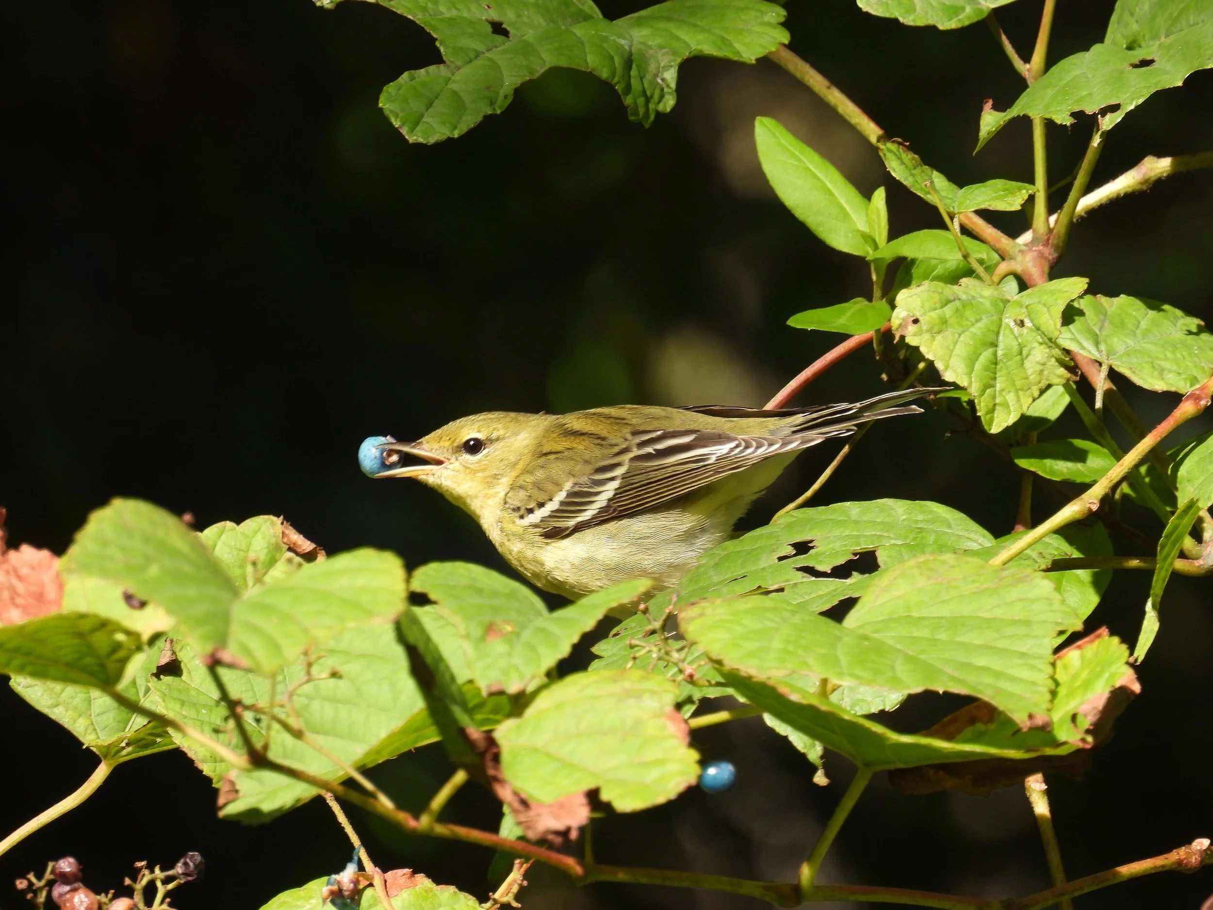 Blackpoll Warbler