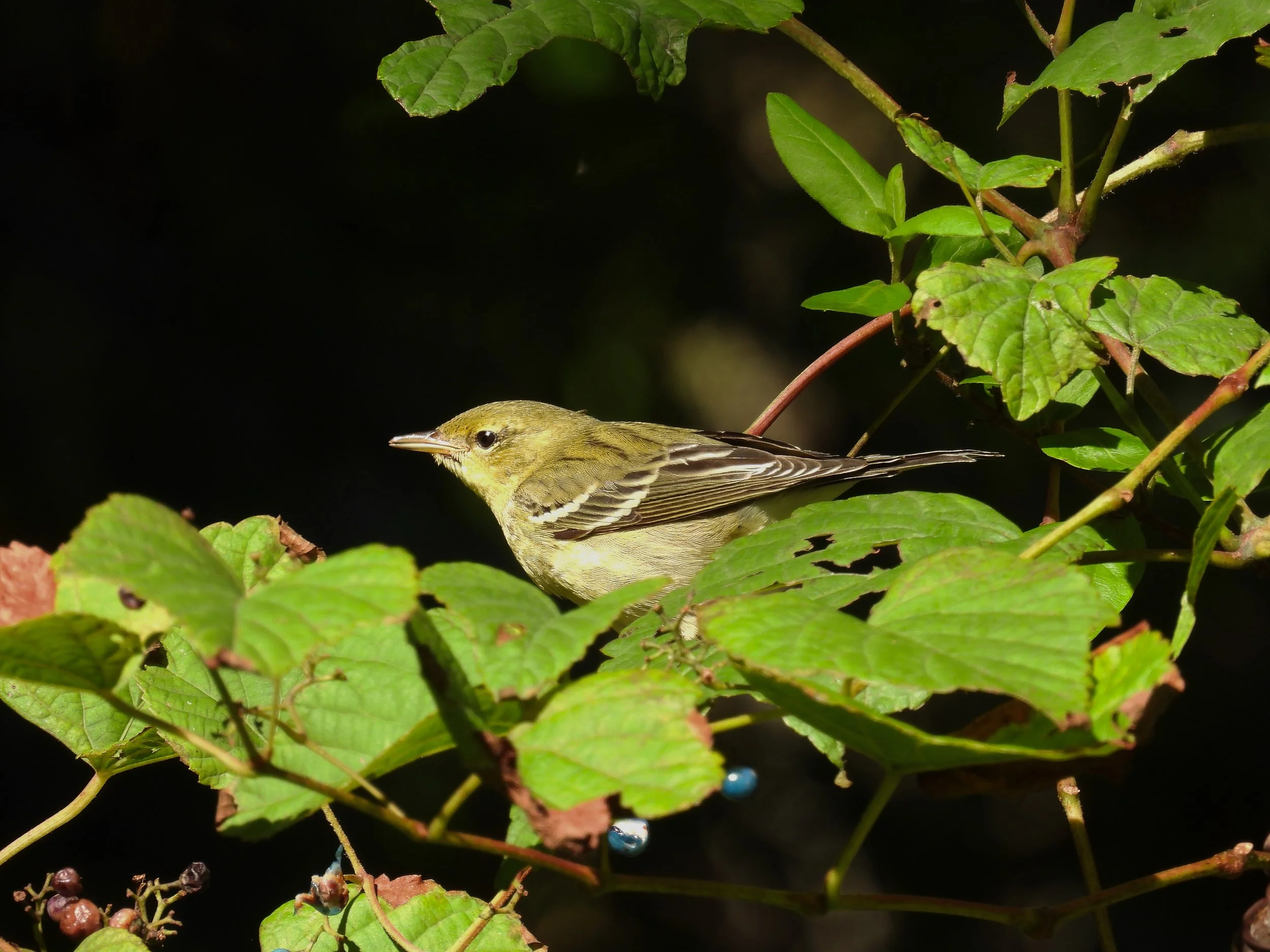 Blackpoll Warbler
