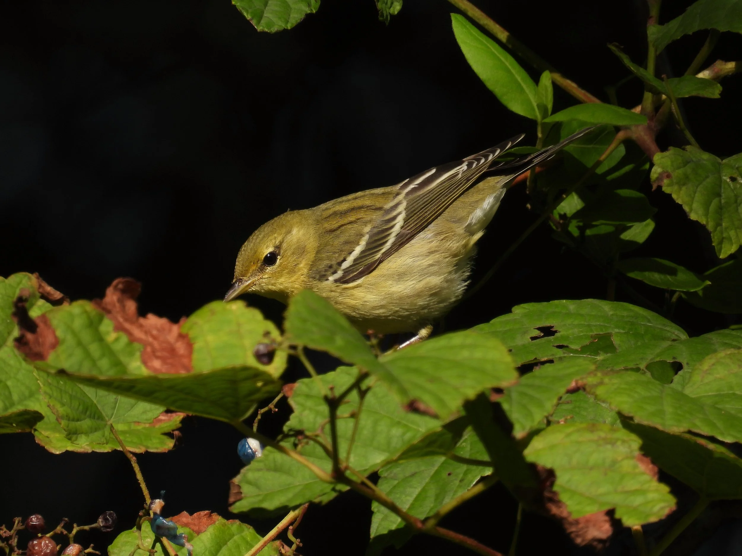 Blackpoll Warbler
