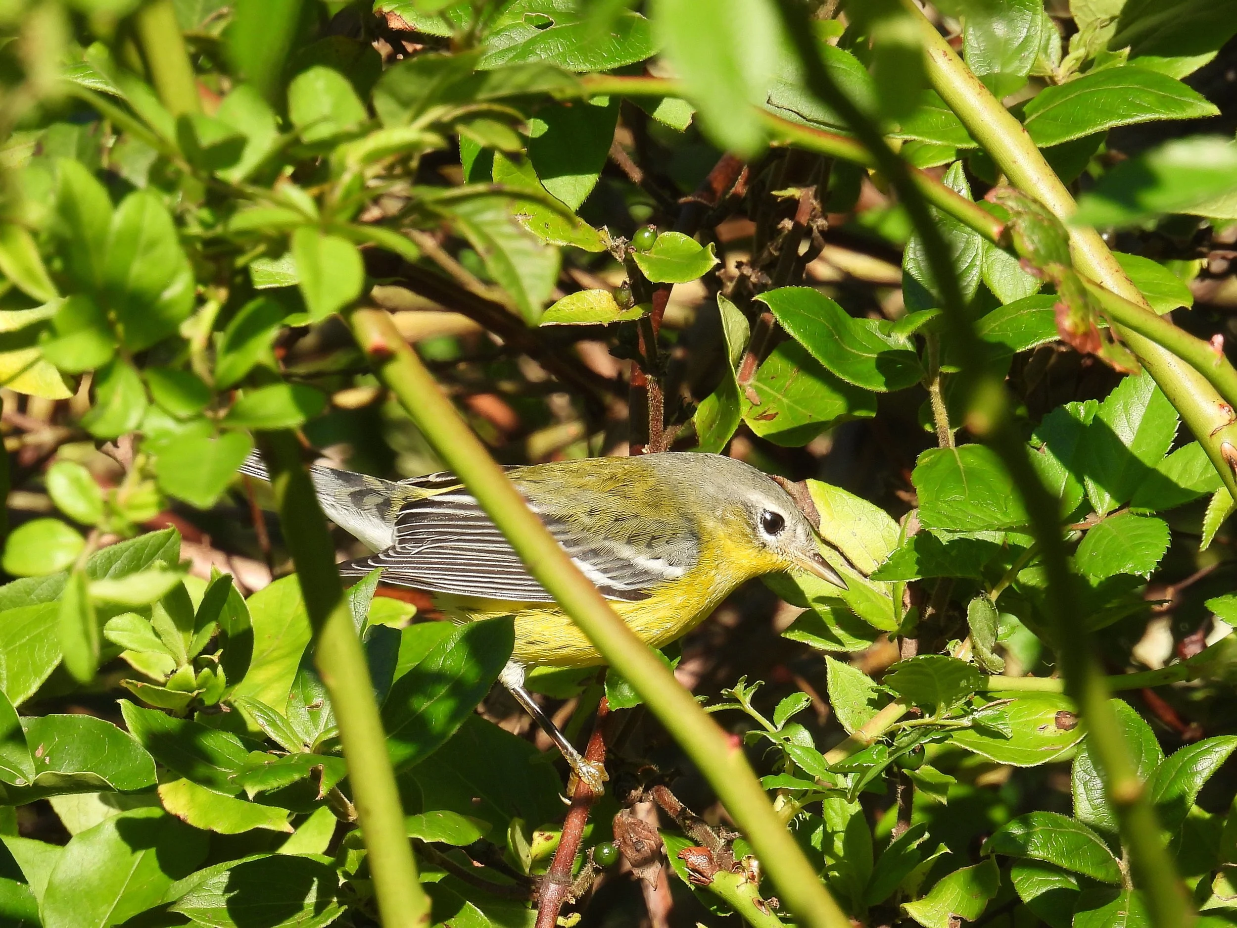 Magnolia Warbler