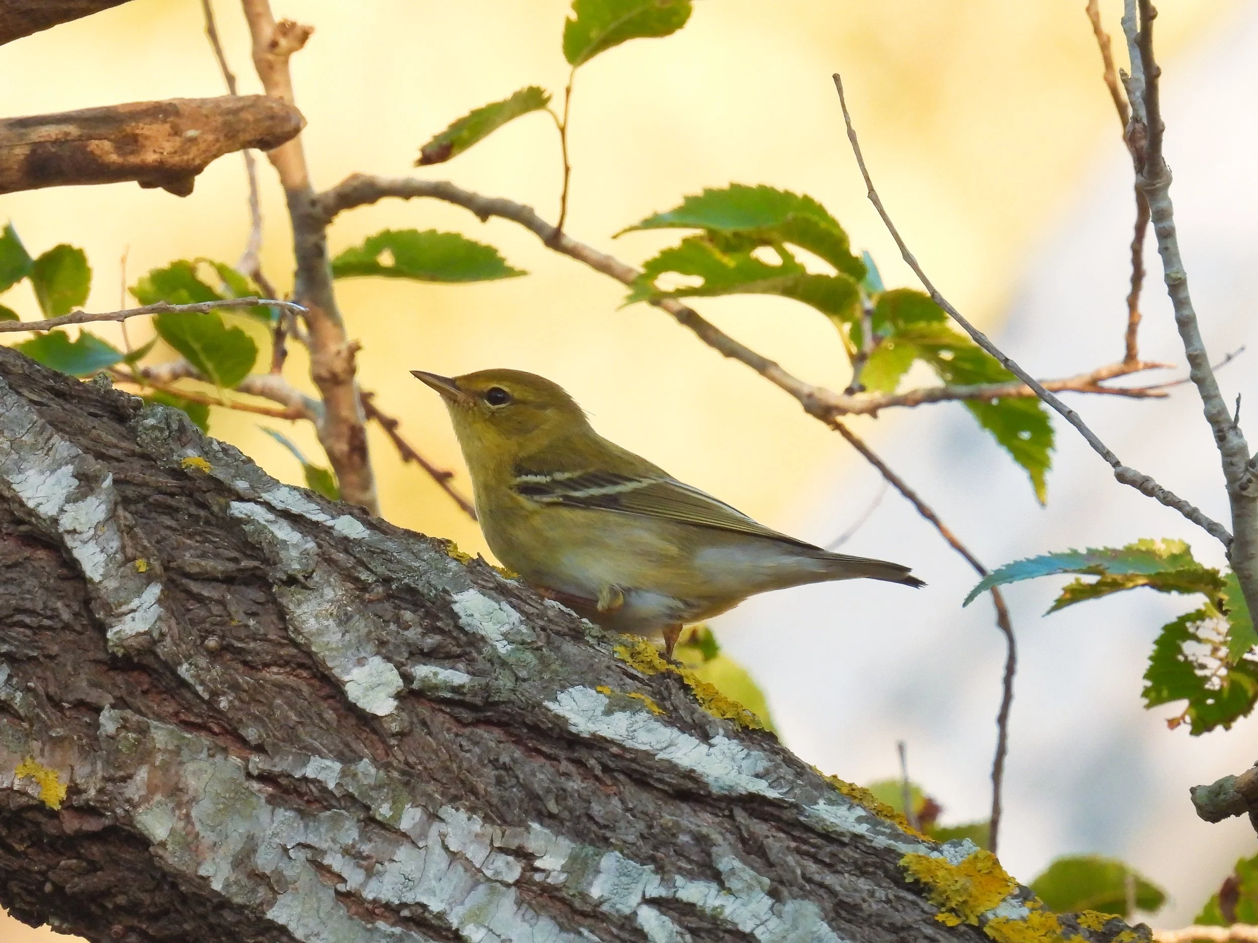 Blackpoll Warbler