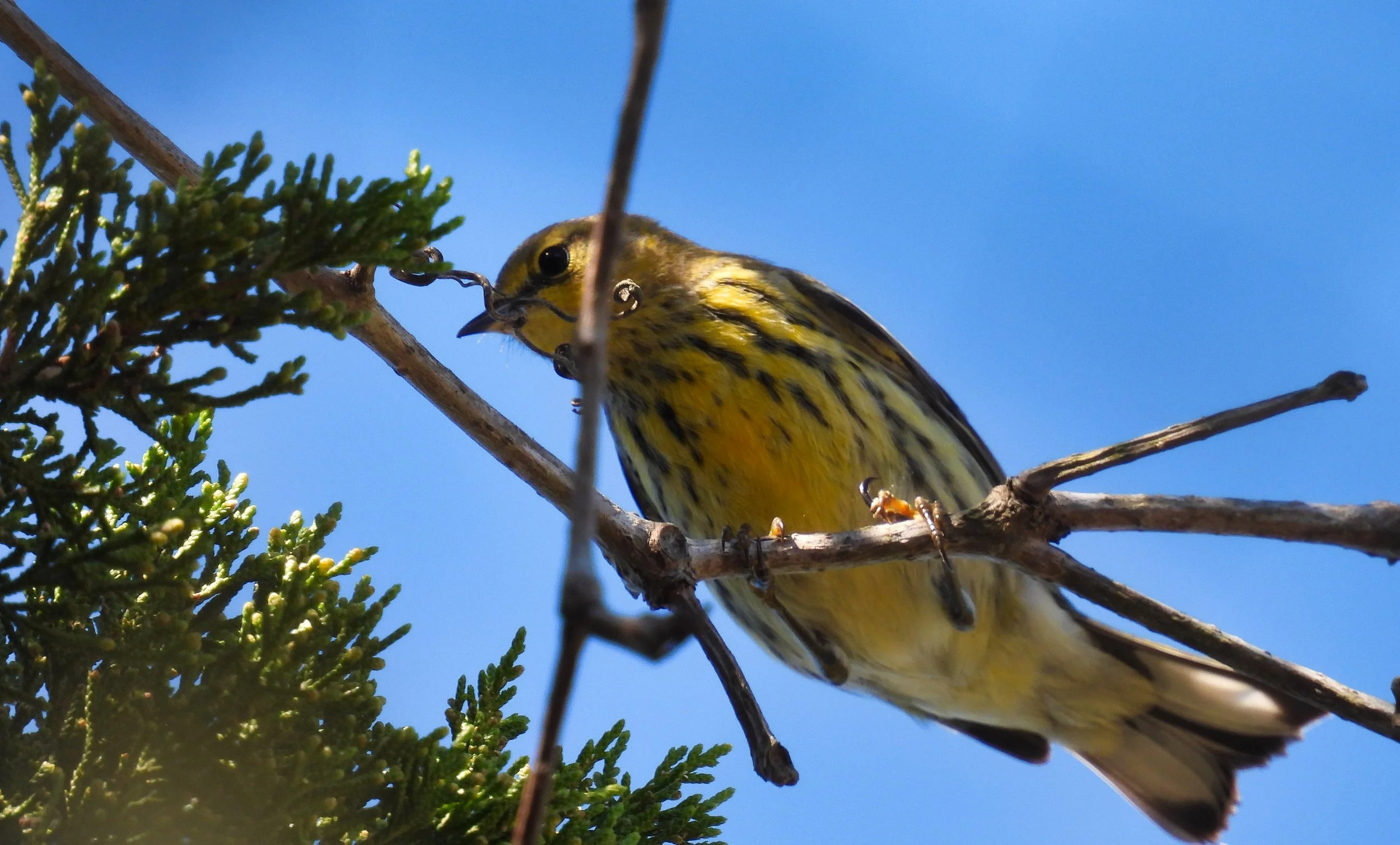 Cape May Warbler