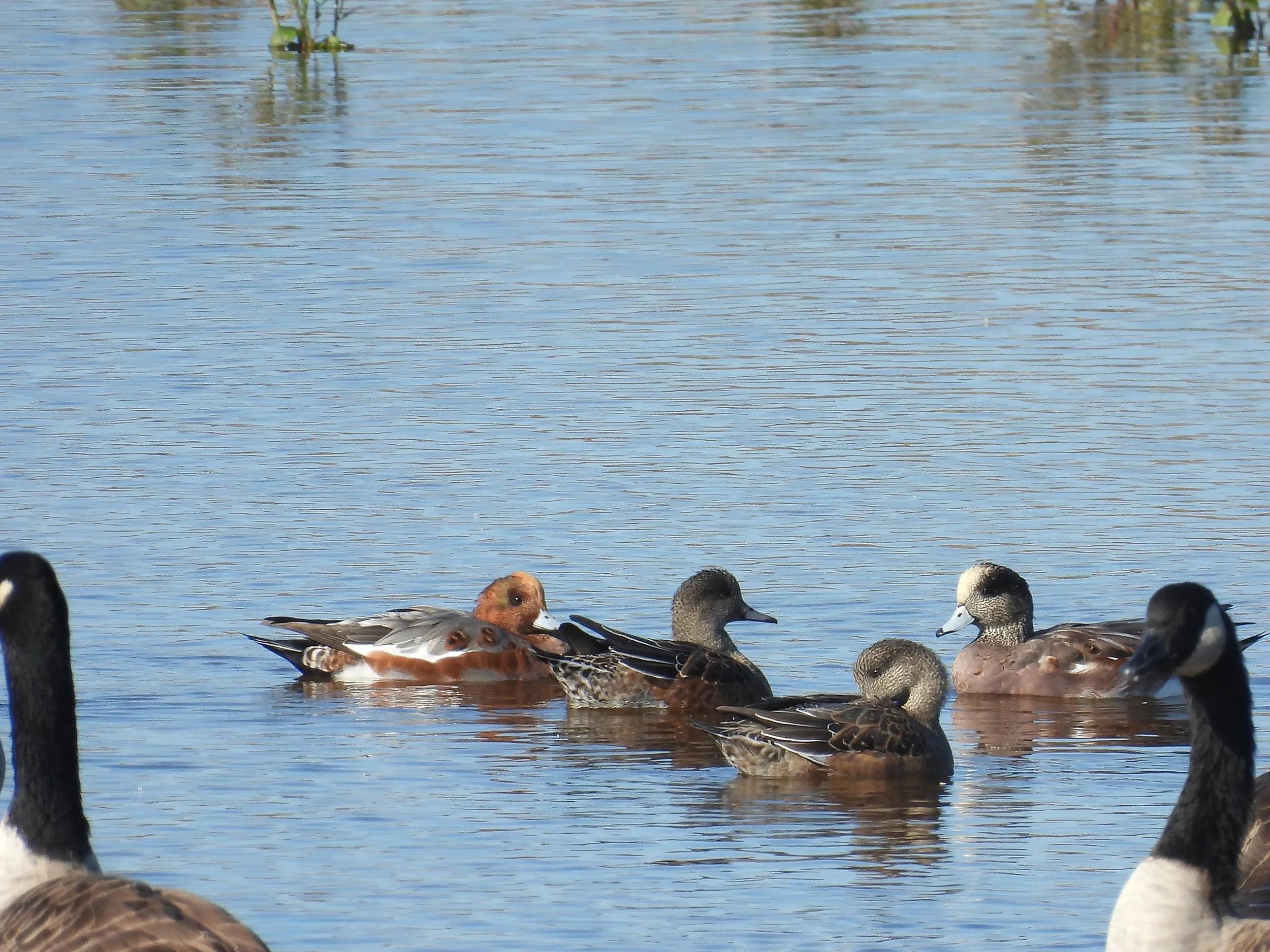 Eurasian Wigeon