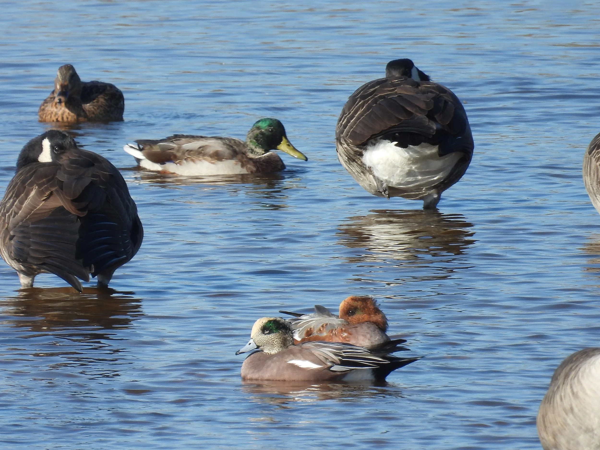 Eurasian Wigeon & American Wigeon