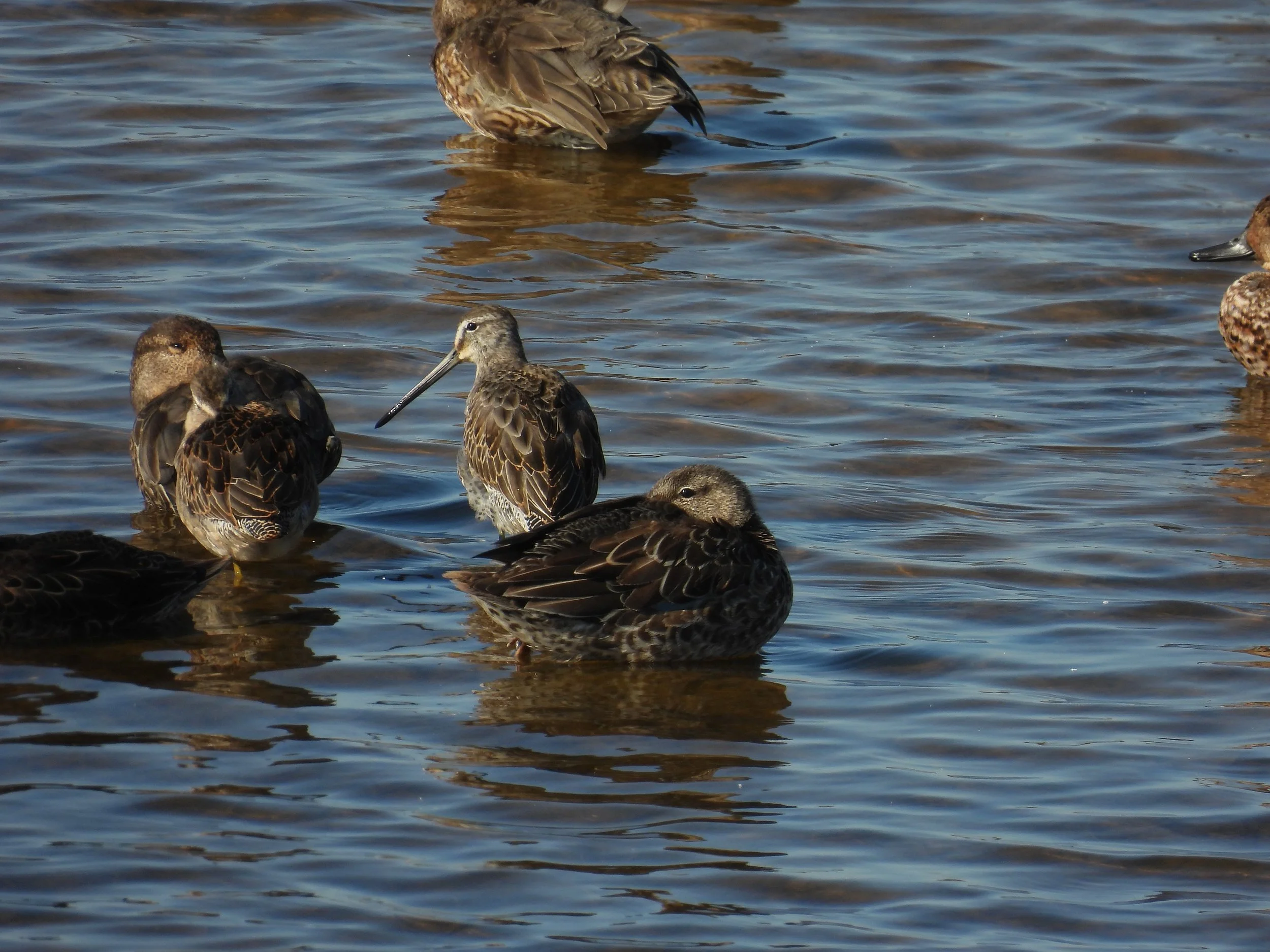 Long-billed Dowitcher