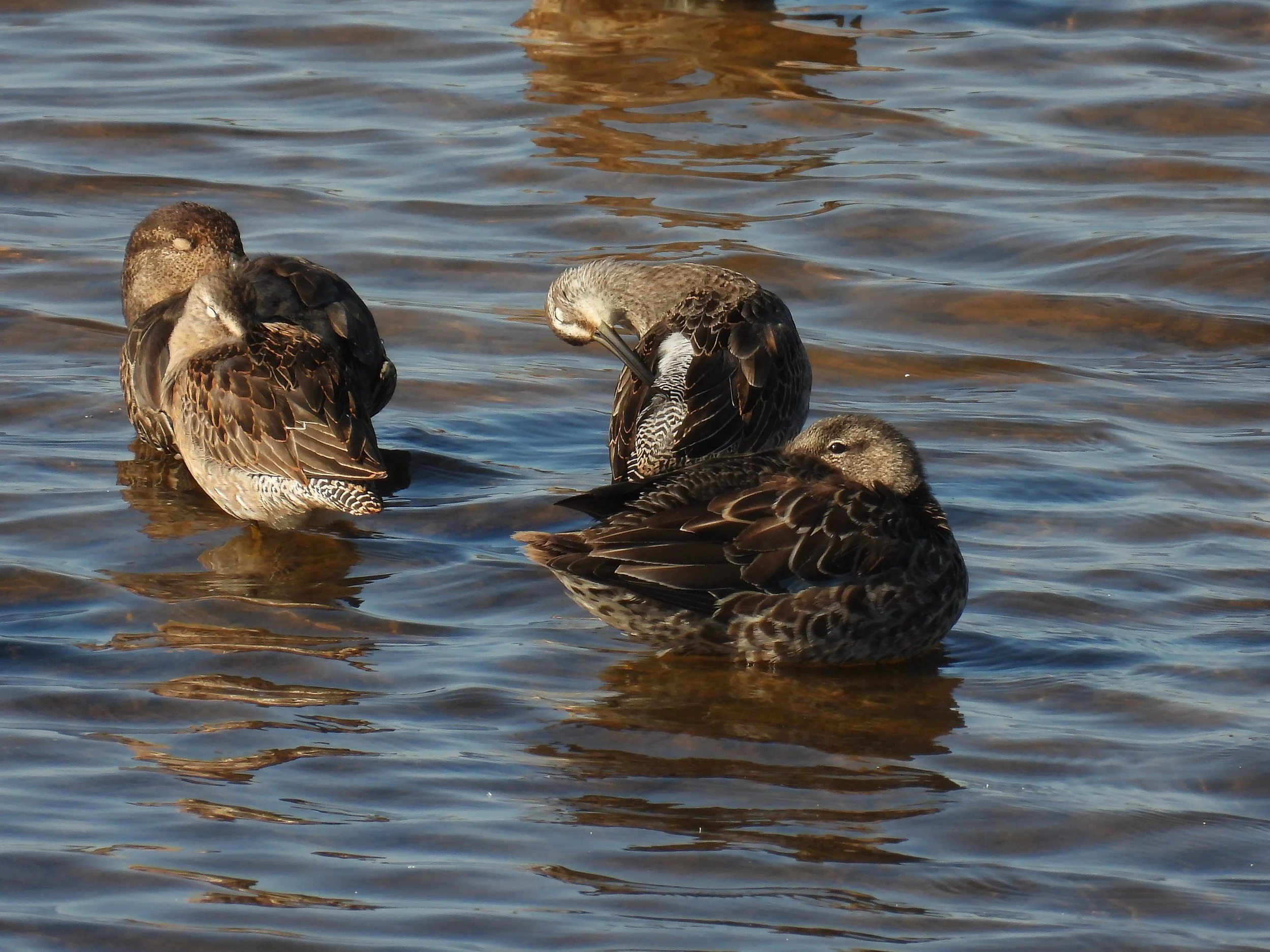 Long-billed Dowitcher