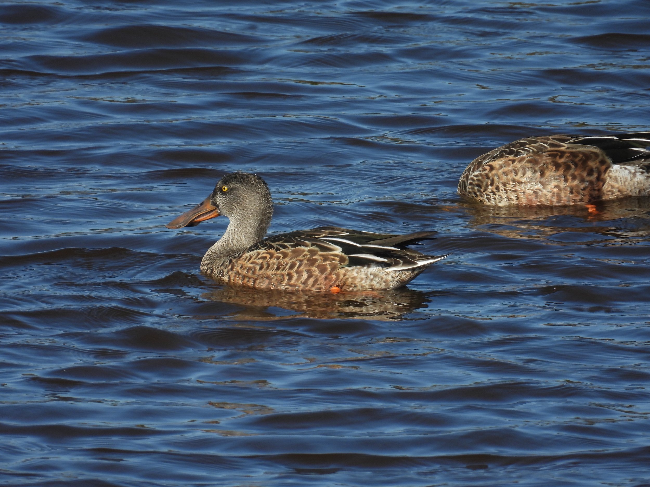 Northern Shoveler