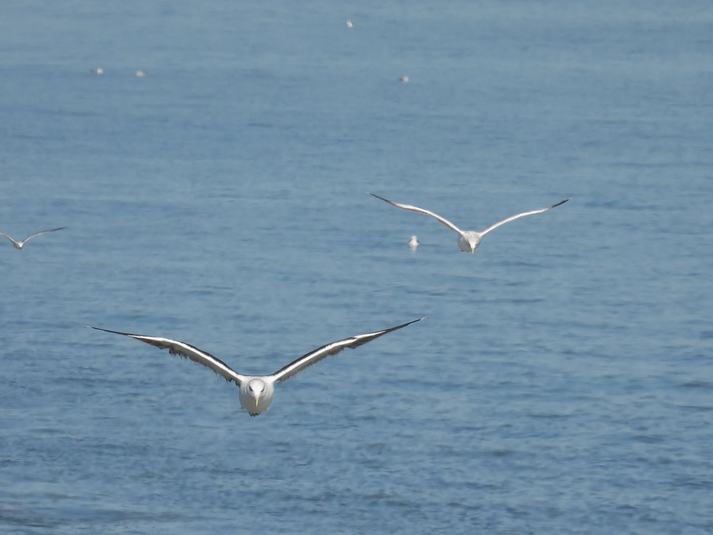 Herring Gull