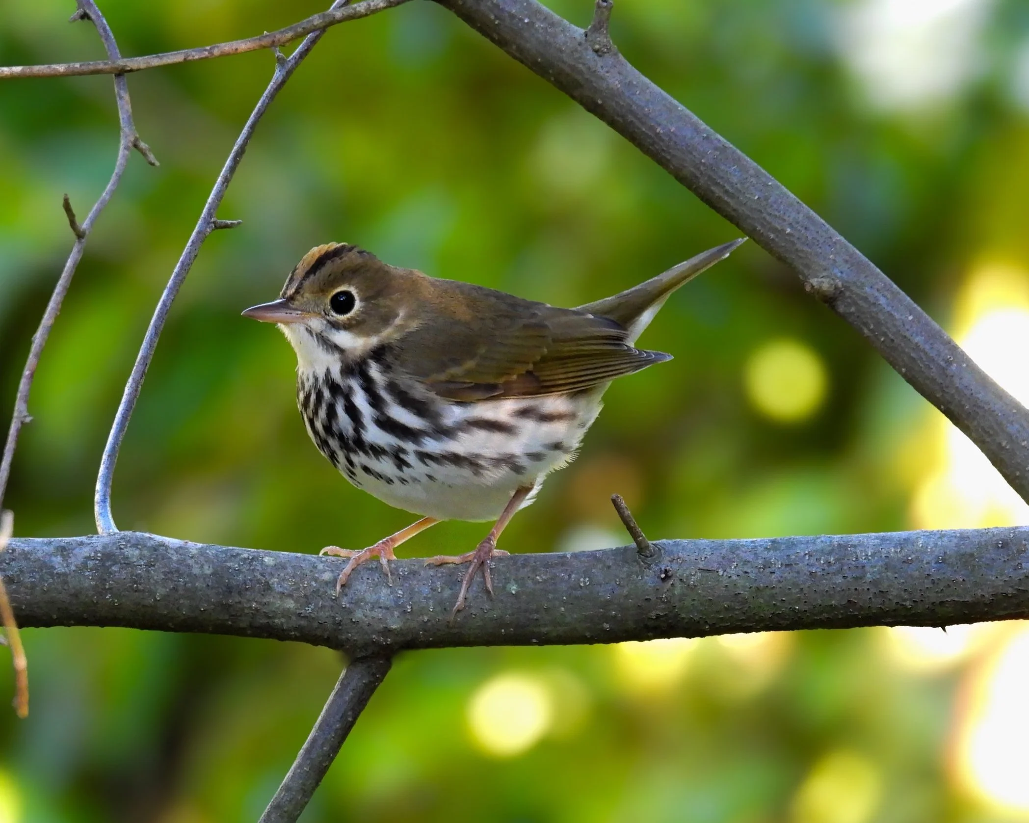 Ovenbird - ID - OVEN9