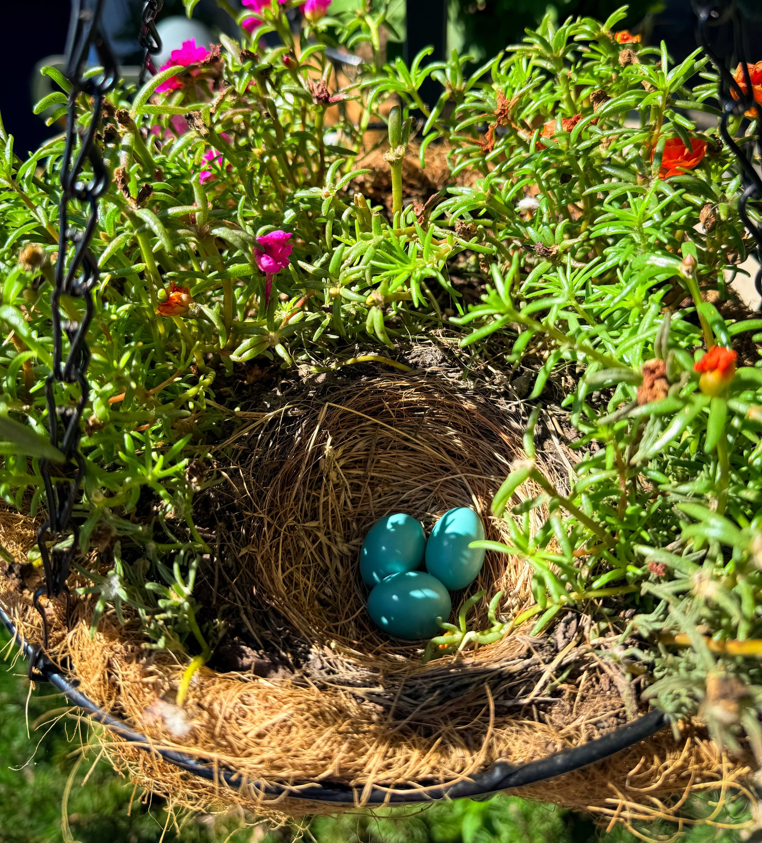 Second Nest