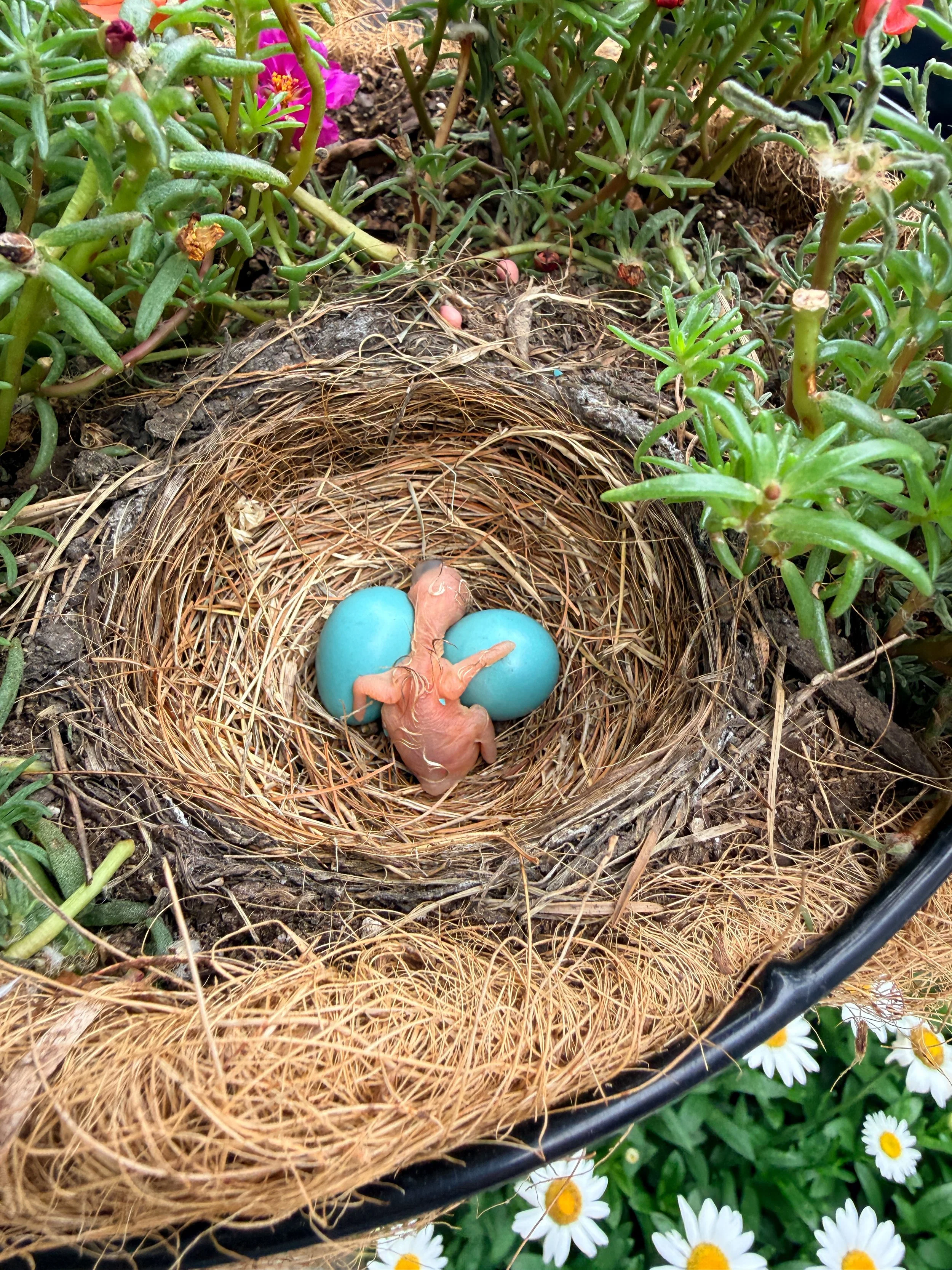 First Hatchling