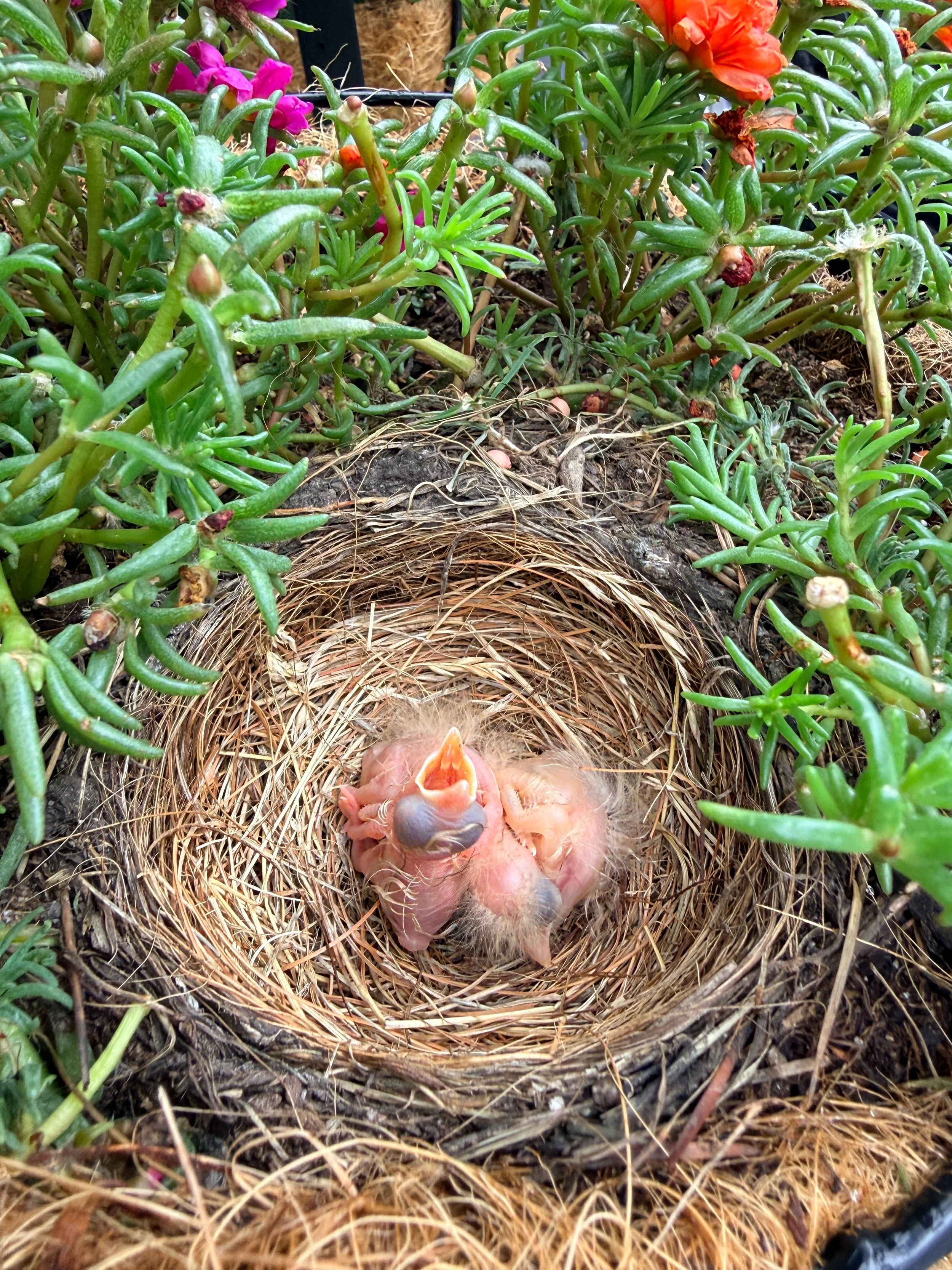 More Hatchlings
