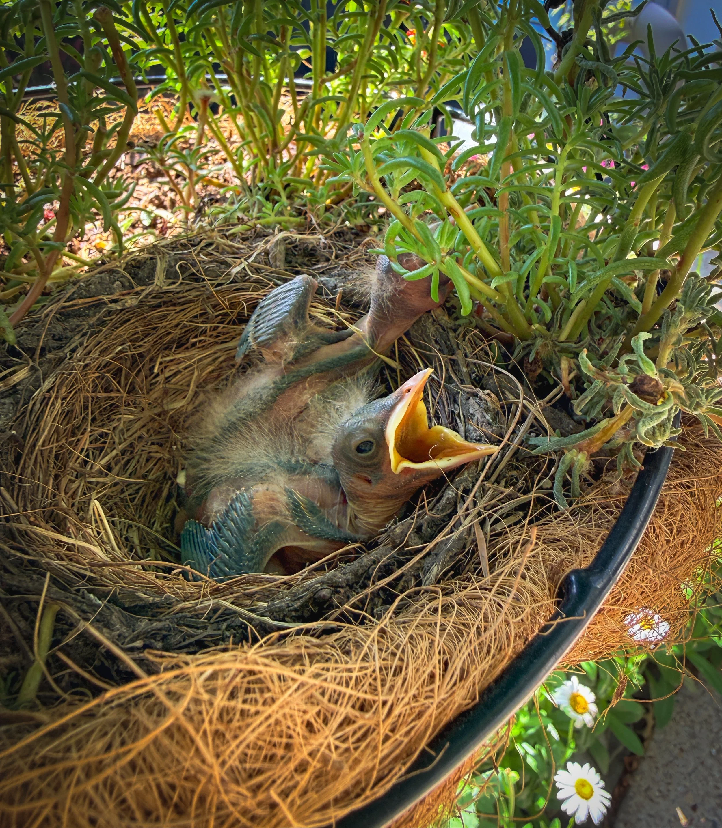 Two Chicks