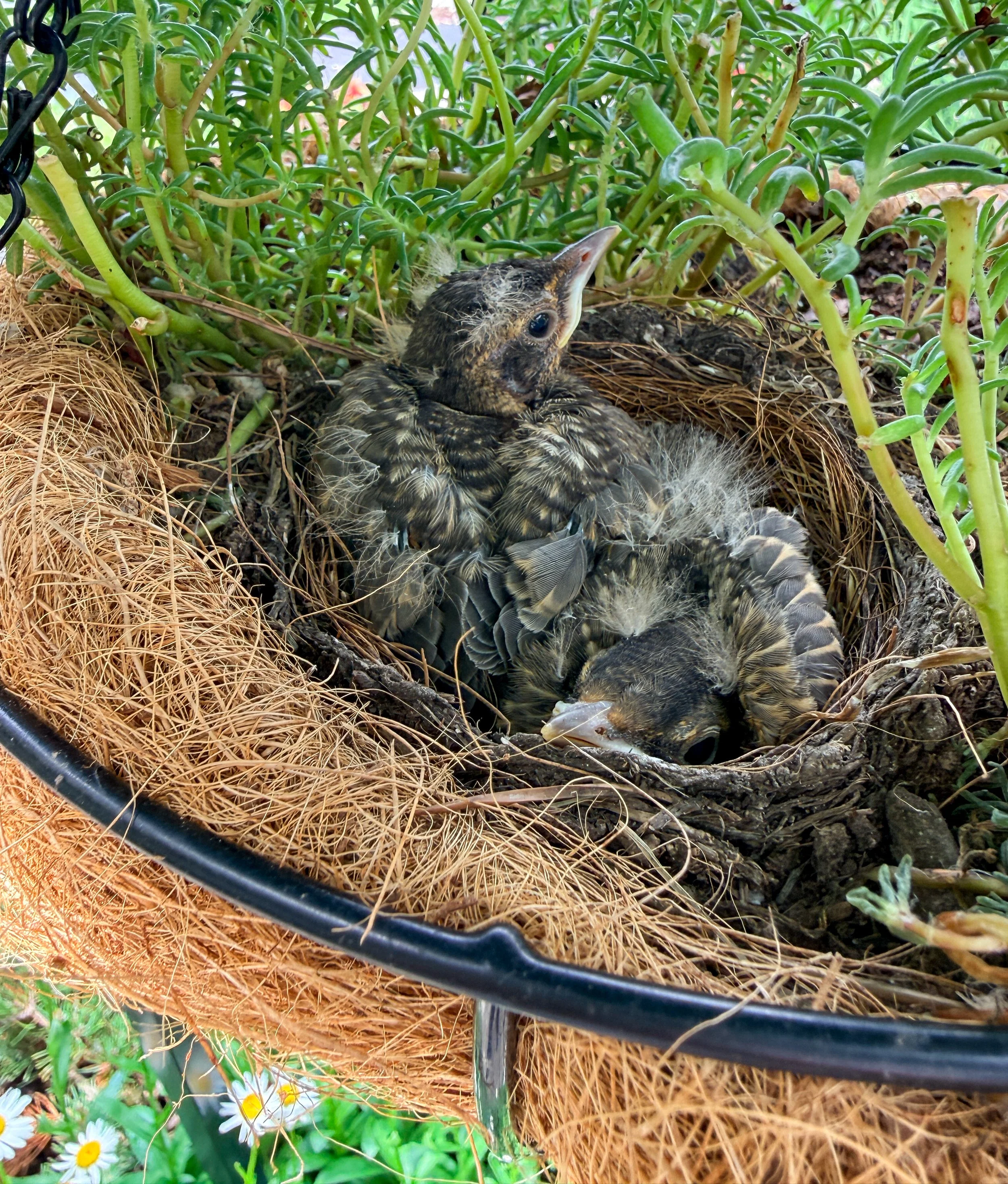10 Days Old