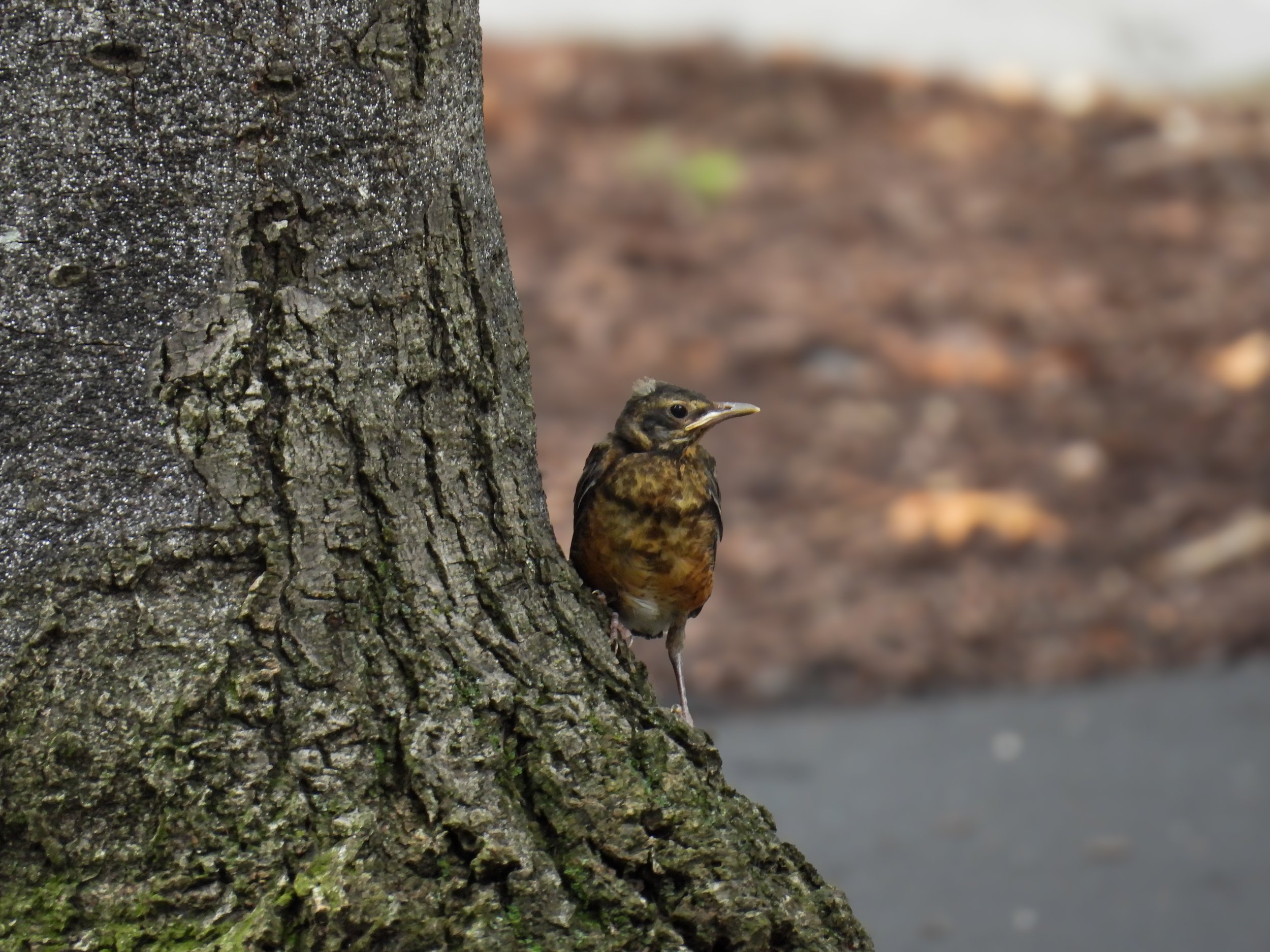Fledge Day