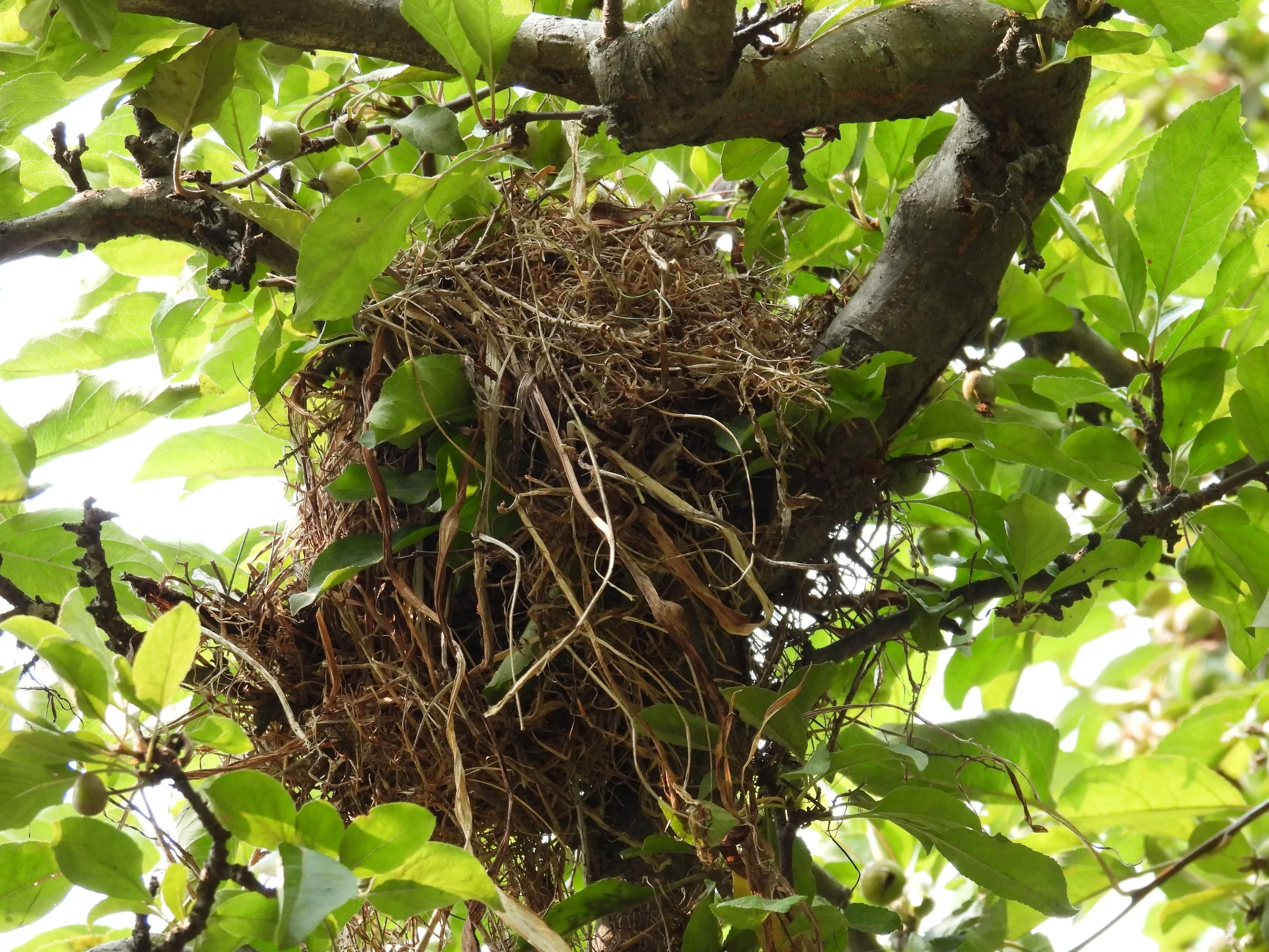 Third Nest