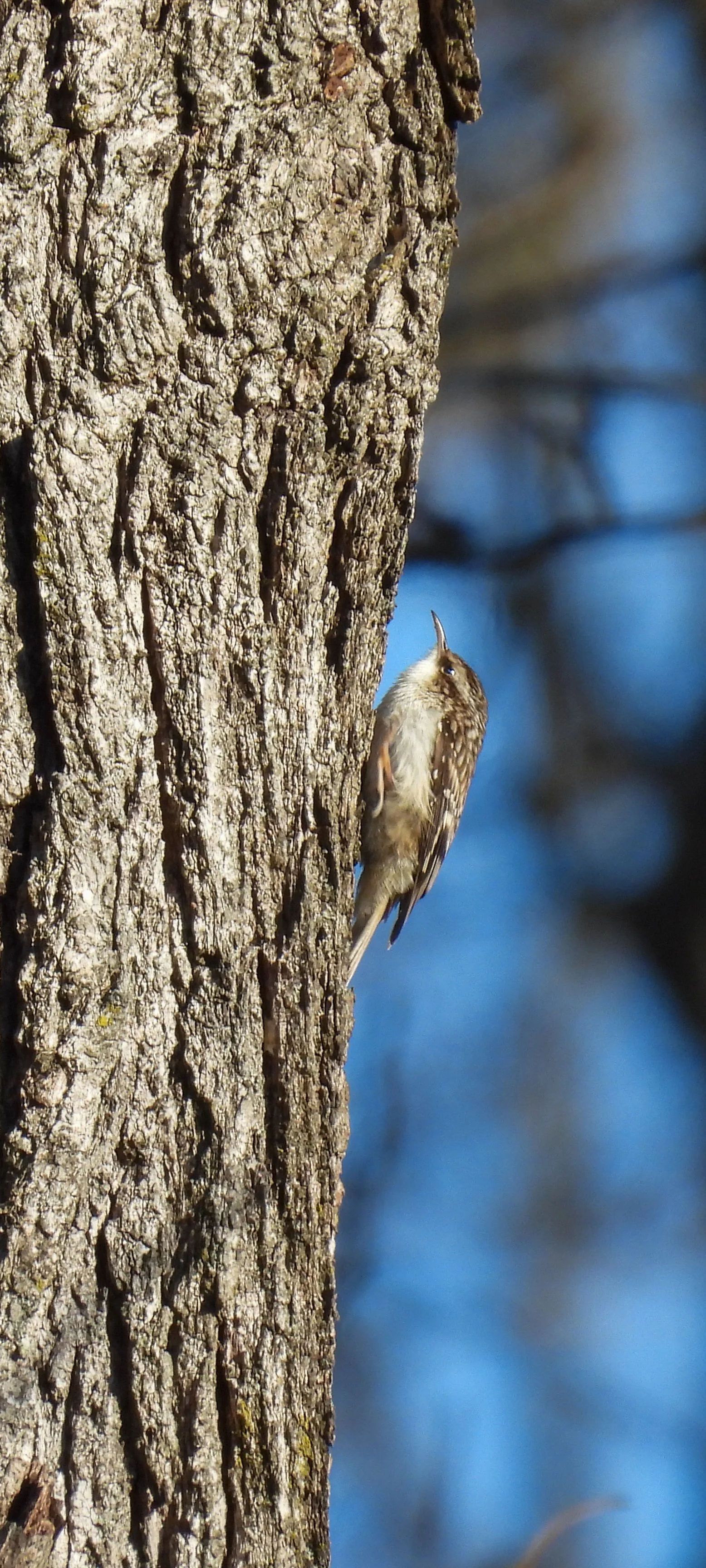 Brown Creeper - ID - BRCR21