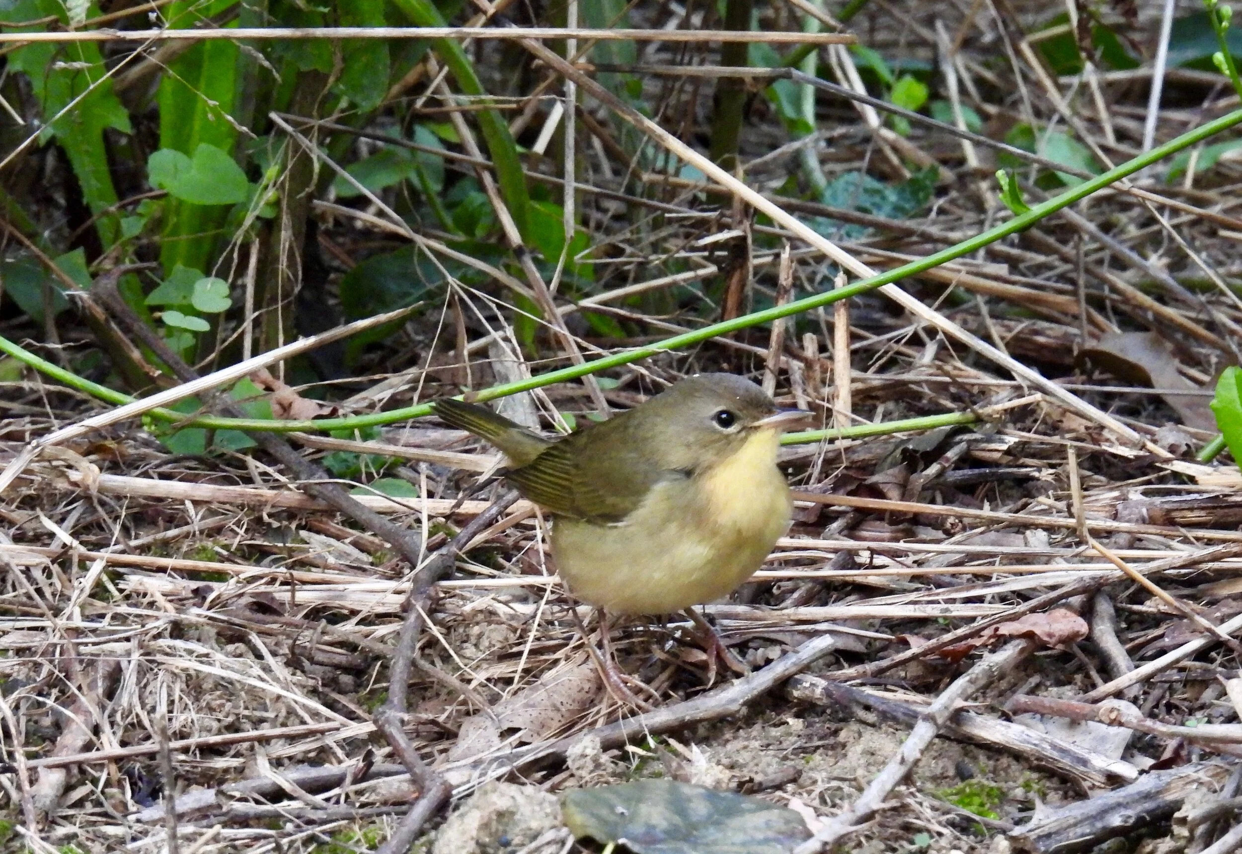 ID - COYE28 - QAC-09-12-21/F