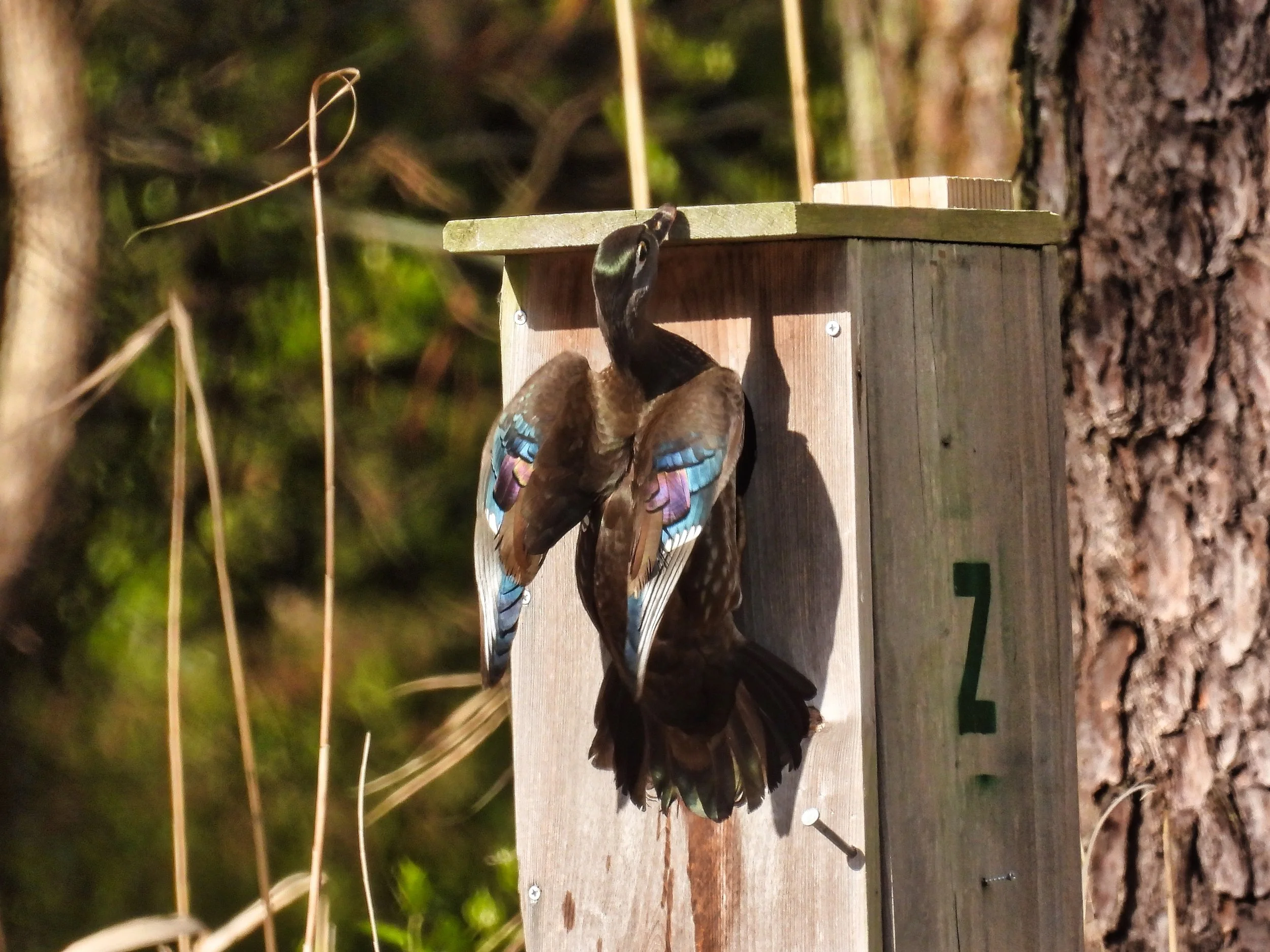 Wood Duck