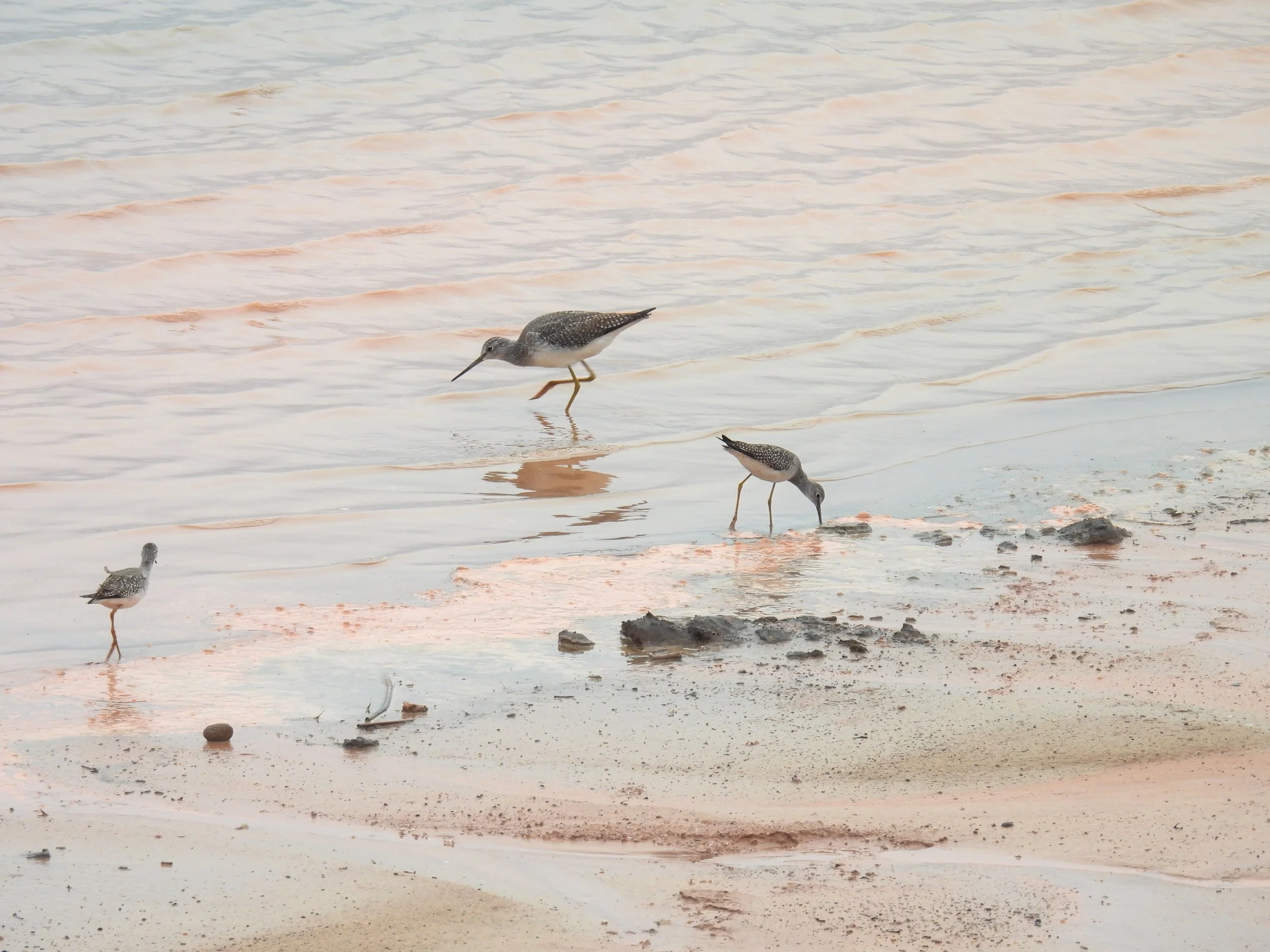 Three shorebirds wading in shallow water near a sandy beach, one pecking at the sand and two standing in the water.
