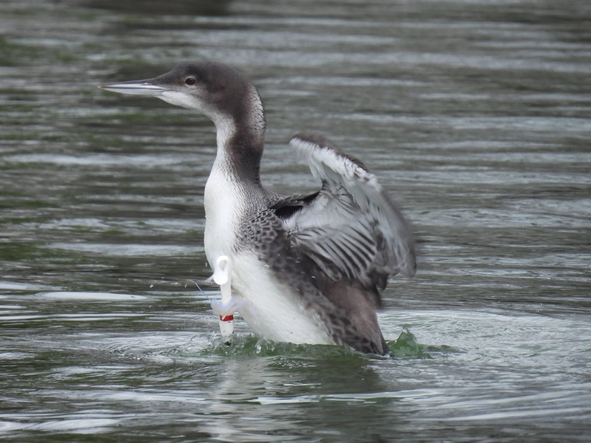 ID - COLO22-A fishing lore was in his breast.