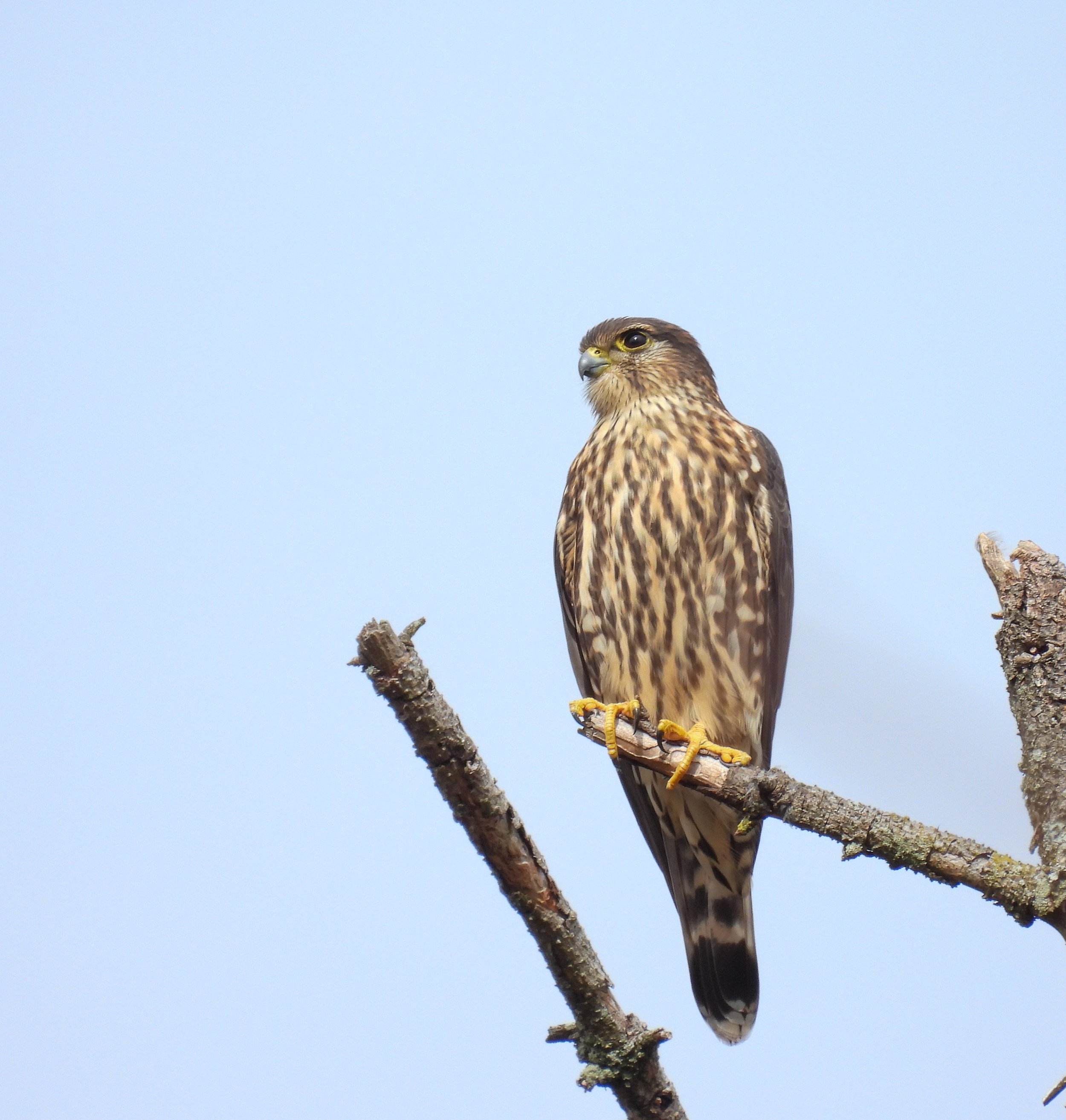 Merlin - Perched on the tree noted above.