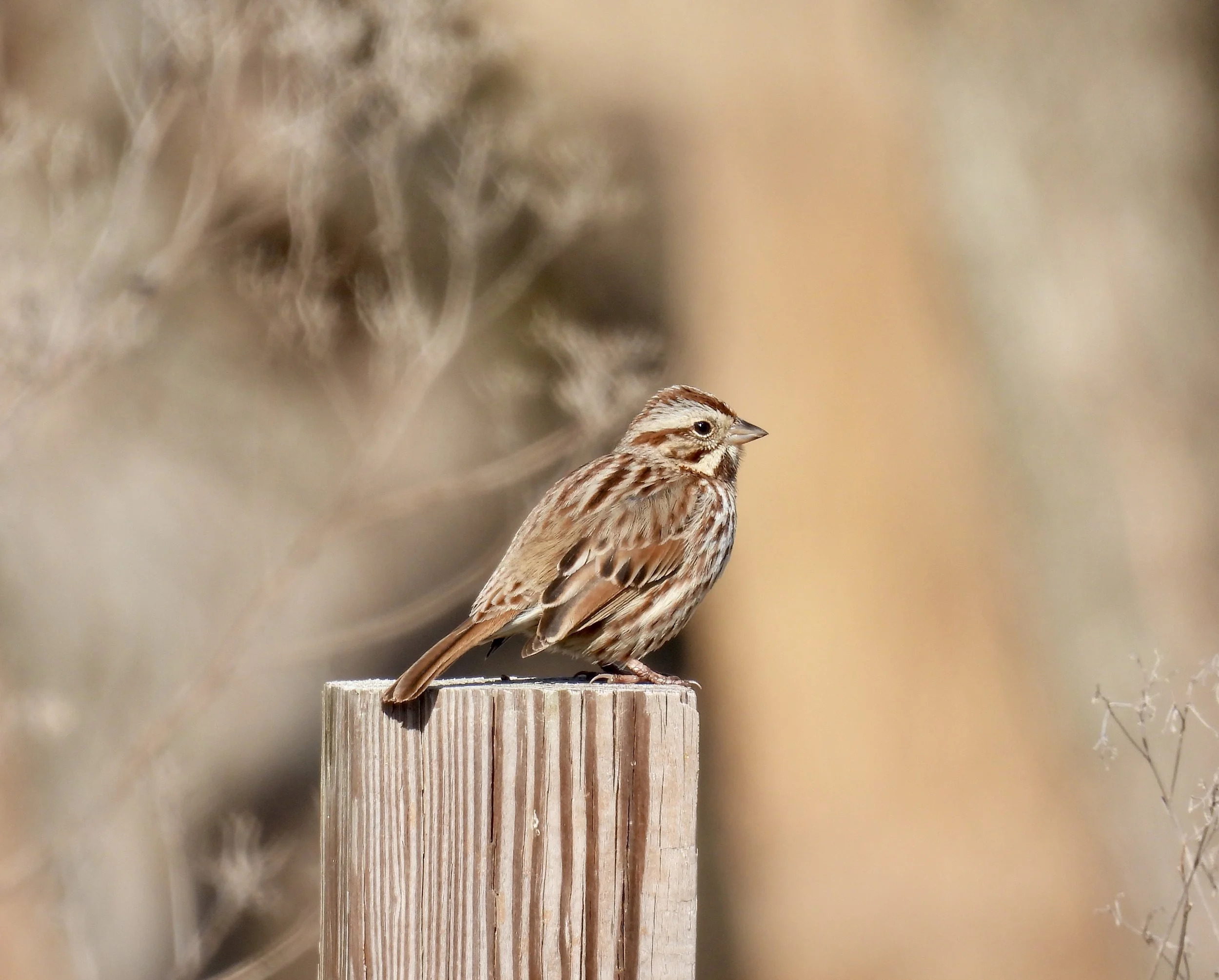 Song Sparrow