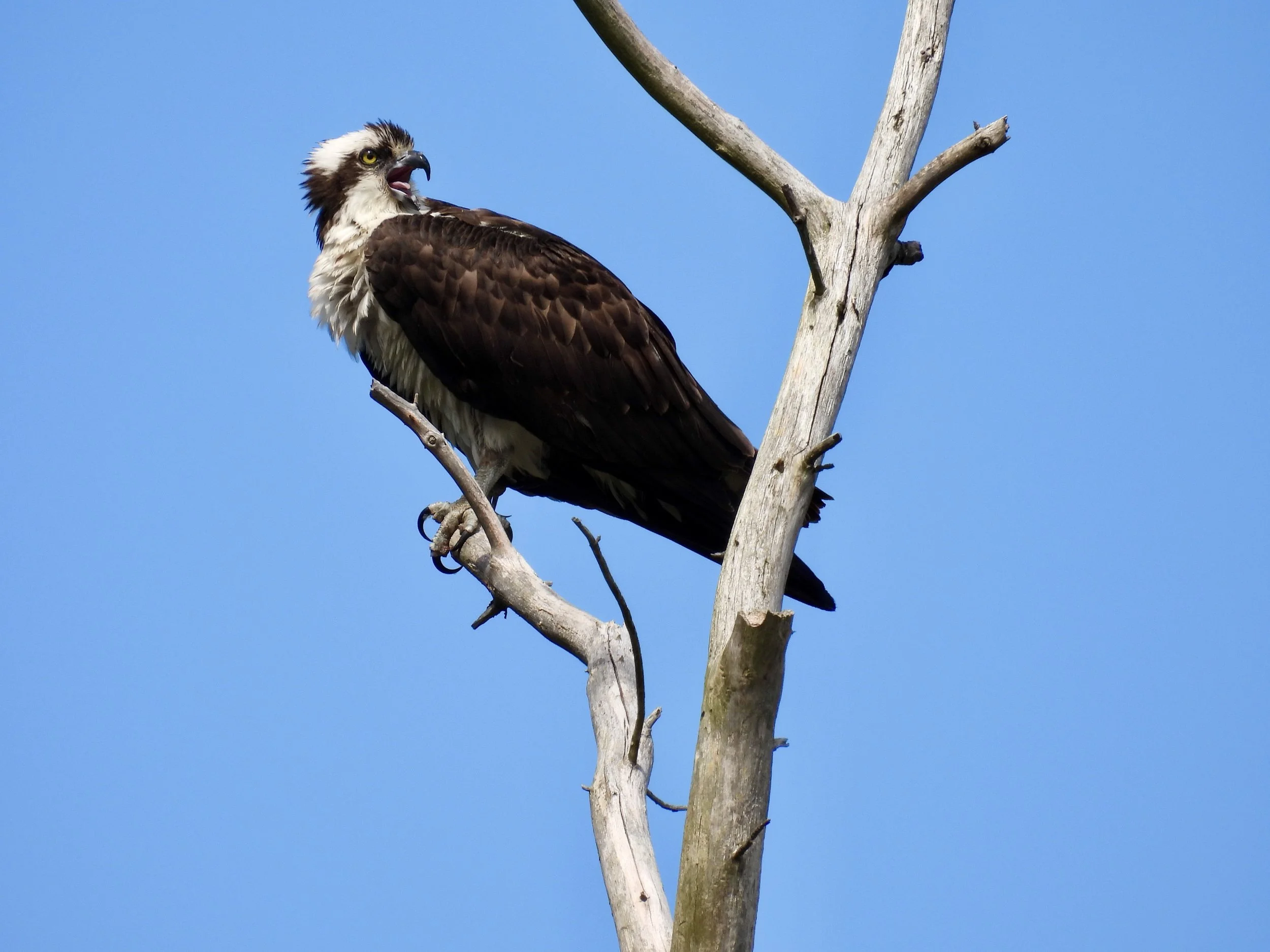 Osprey