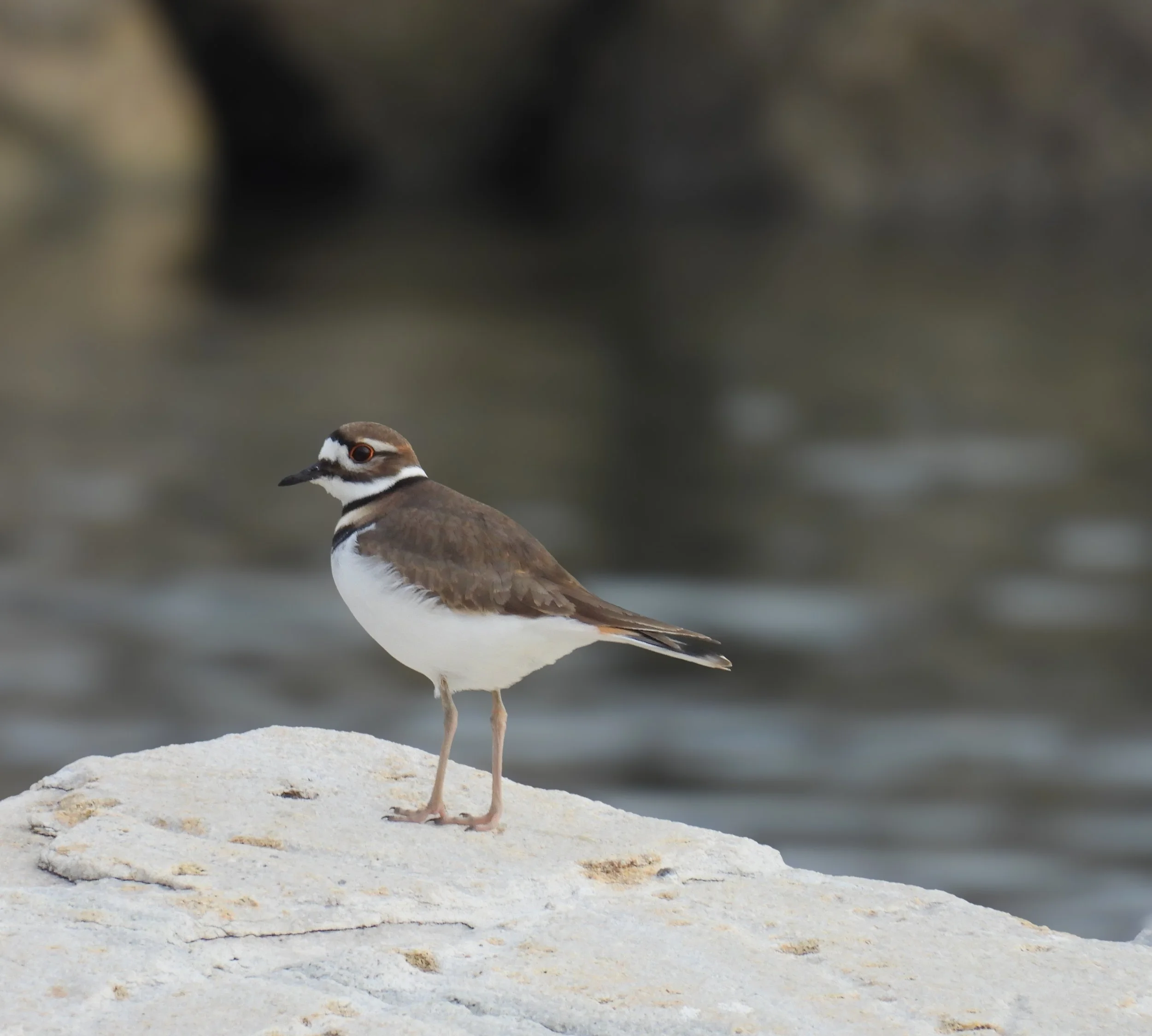 Killdeer - ID- KILL21
