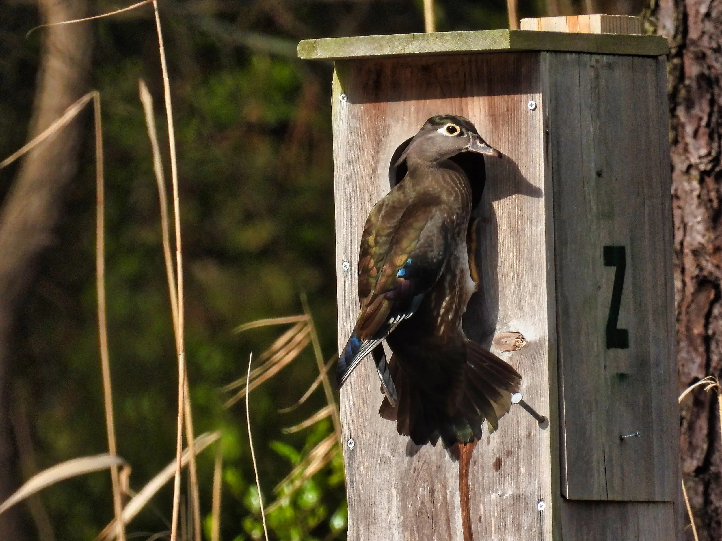 A woodpecker with black and brown feathers and a white stripe on its face peeking out of a birdhouse mounted on a tree trunk in a forest.