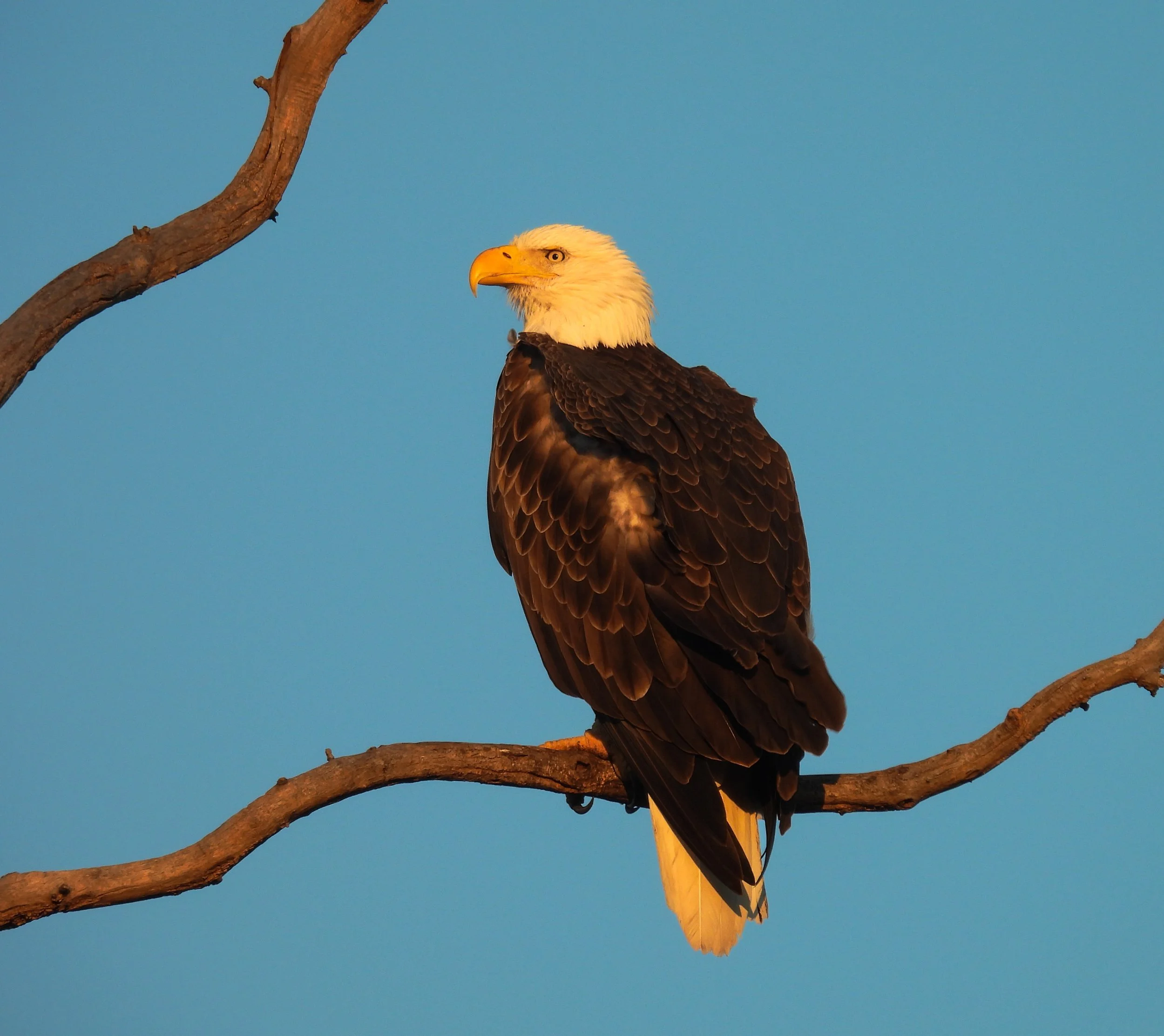 Bald Eagle - ID - BAEA151