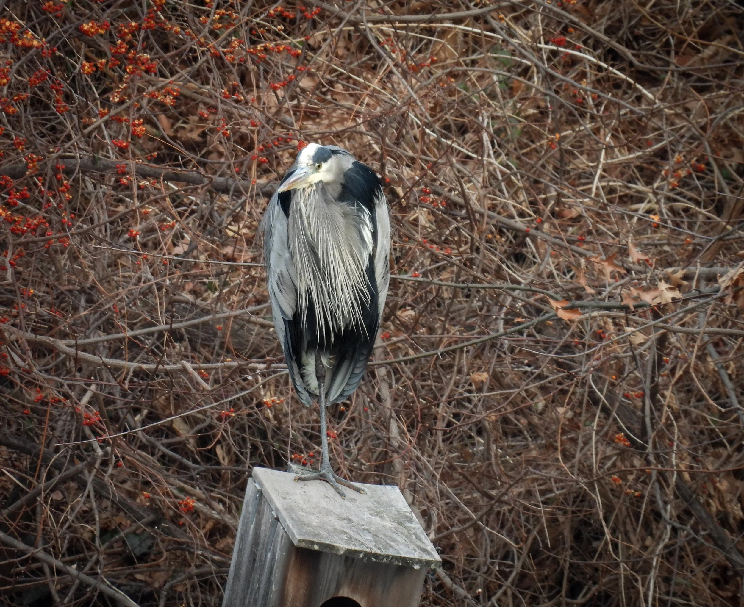 Great Blue Heron