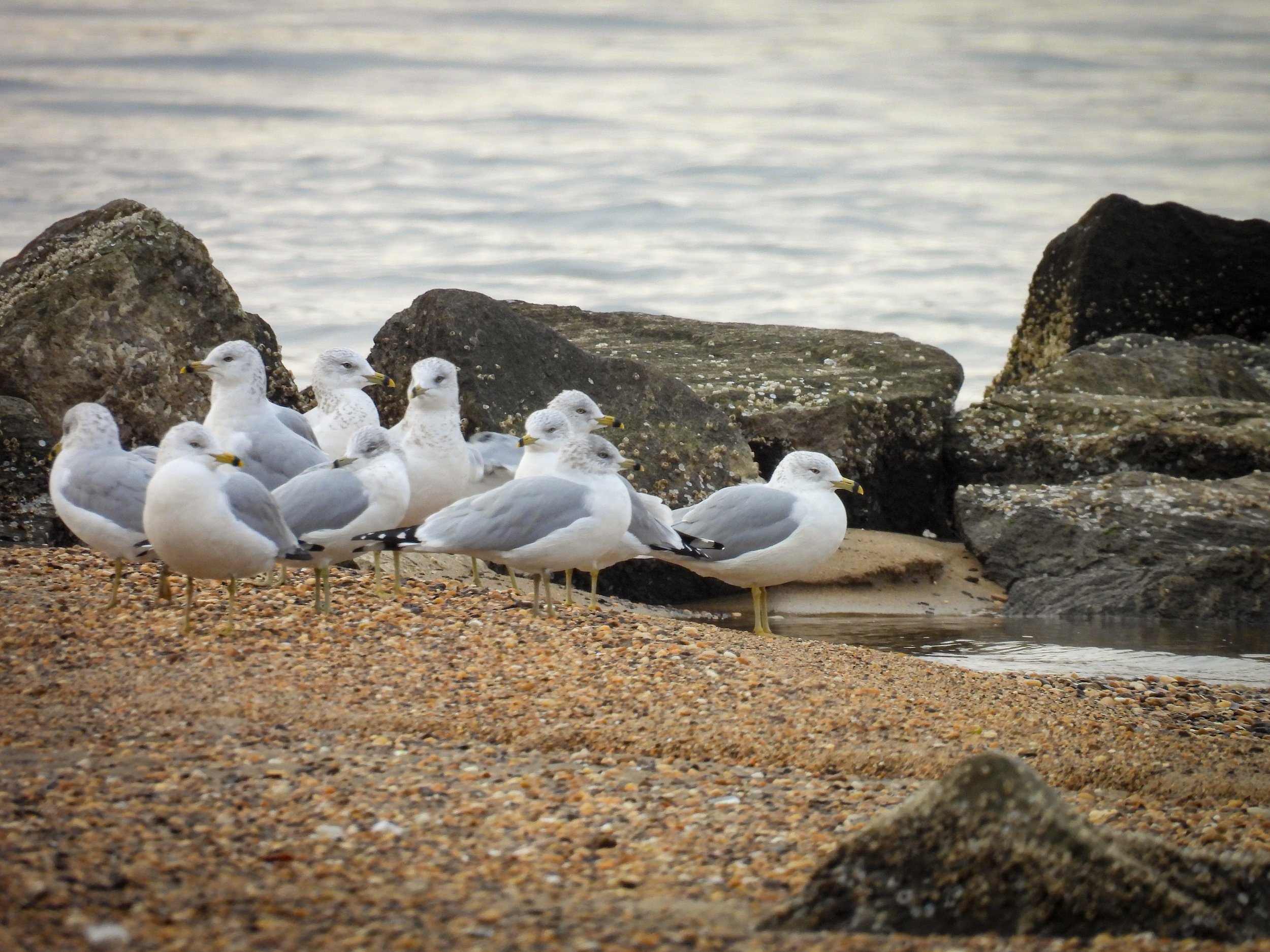 Ring-billed Gulls