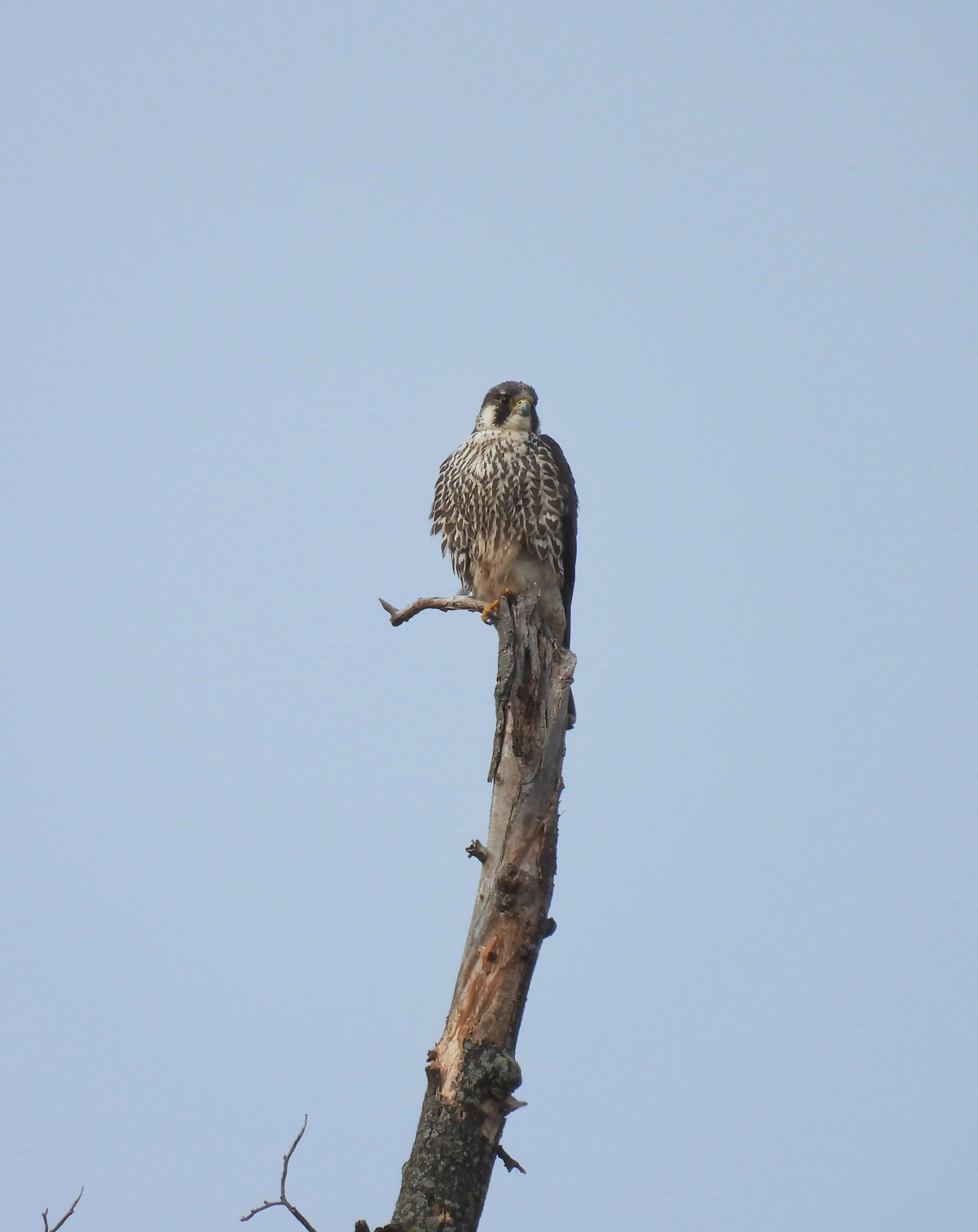 Peregrine Falcon-ID - PEFA37
