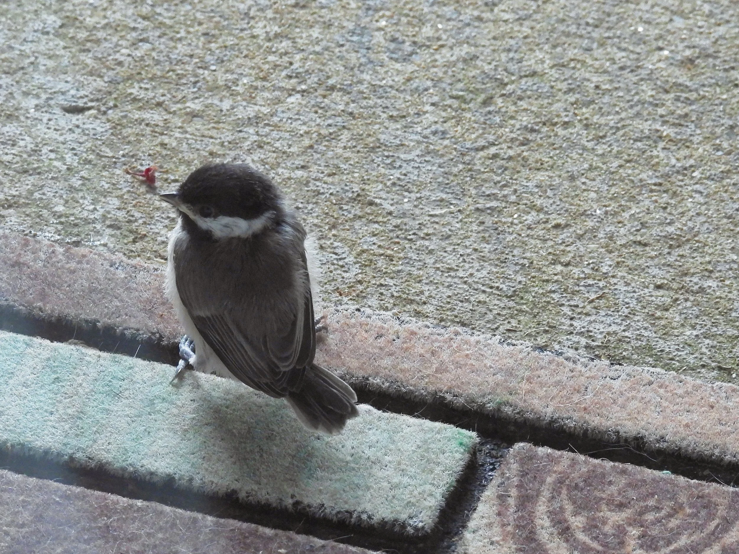 ID - CACHfledgling10