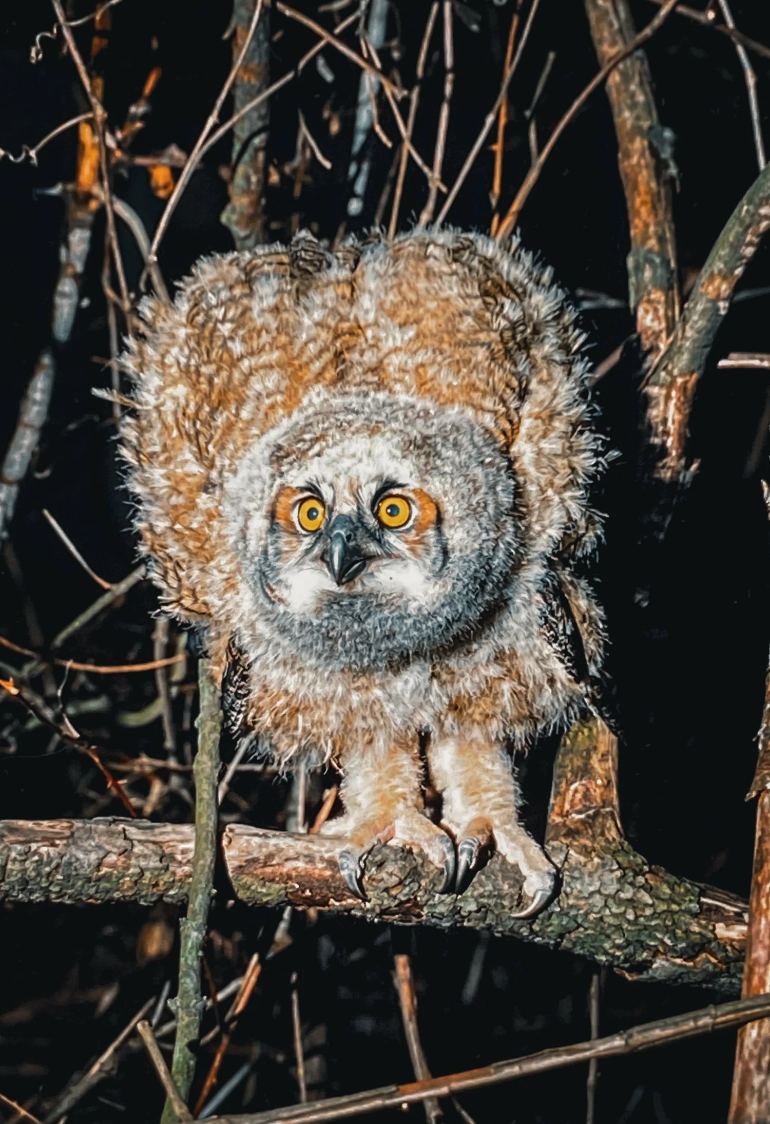 Segment 8 - Branching & Fledging — Birding Pictures