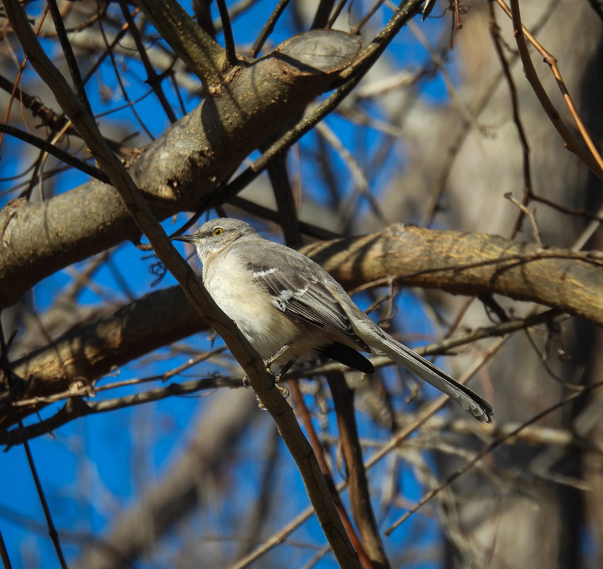 Northern Mockingbird - ID - NOMO66