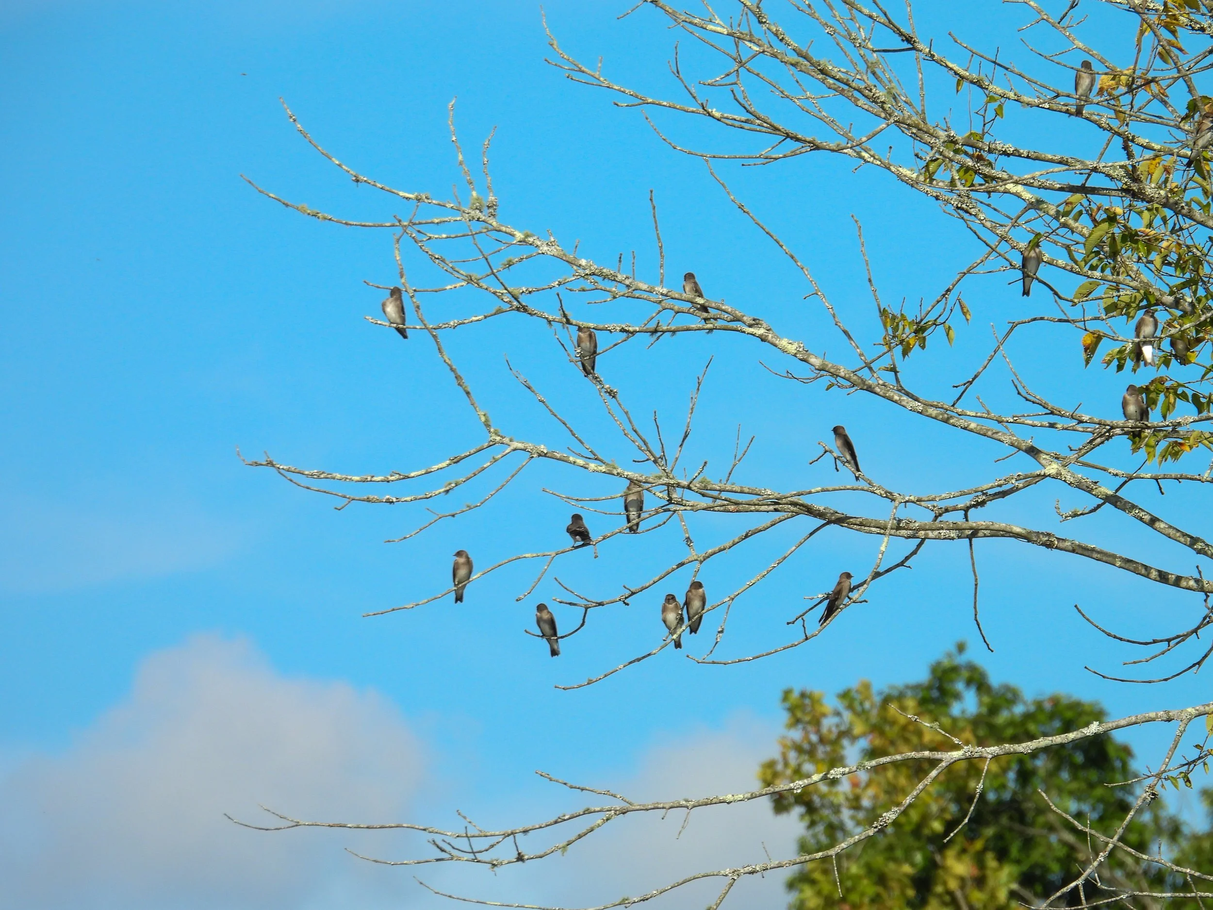 Northern Rough-winged Swallow